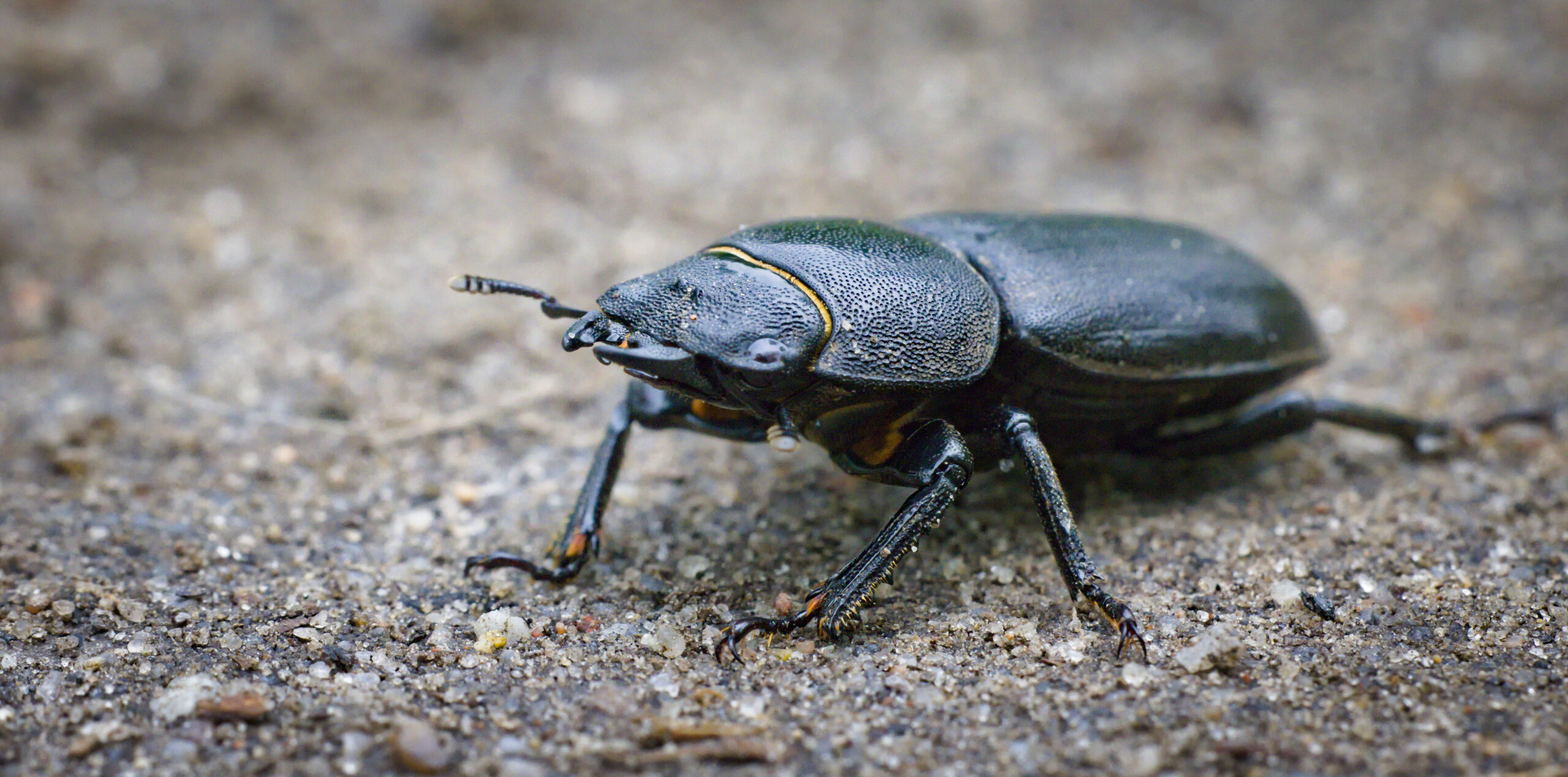 Stag Beetle