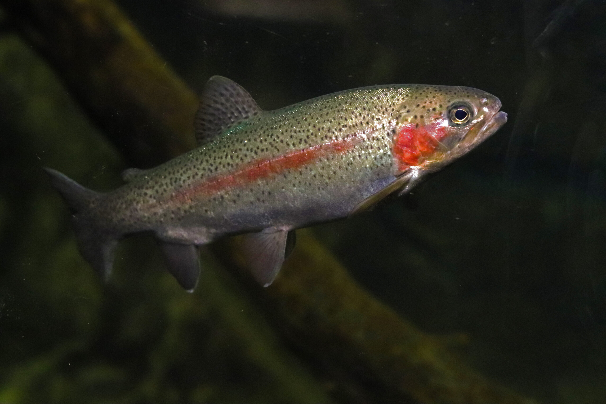 Steelhead Trout (Oncorhynchus mykiss)