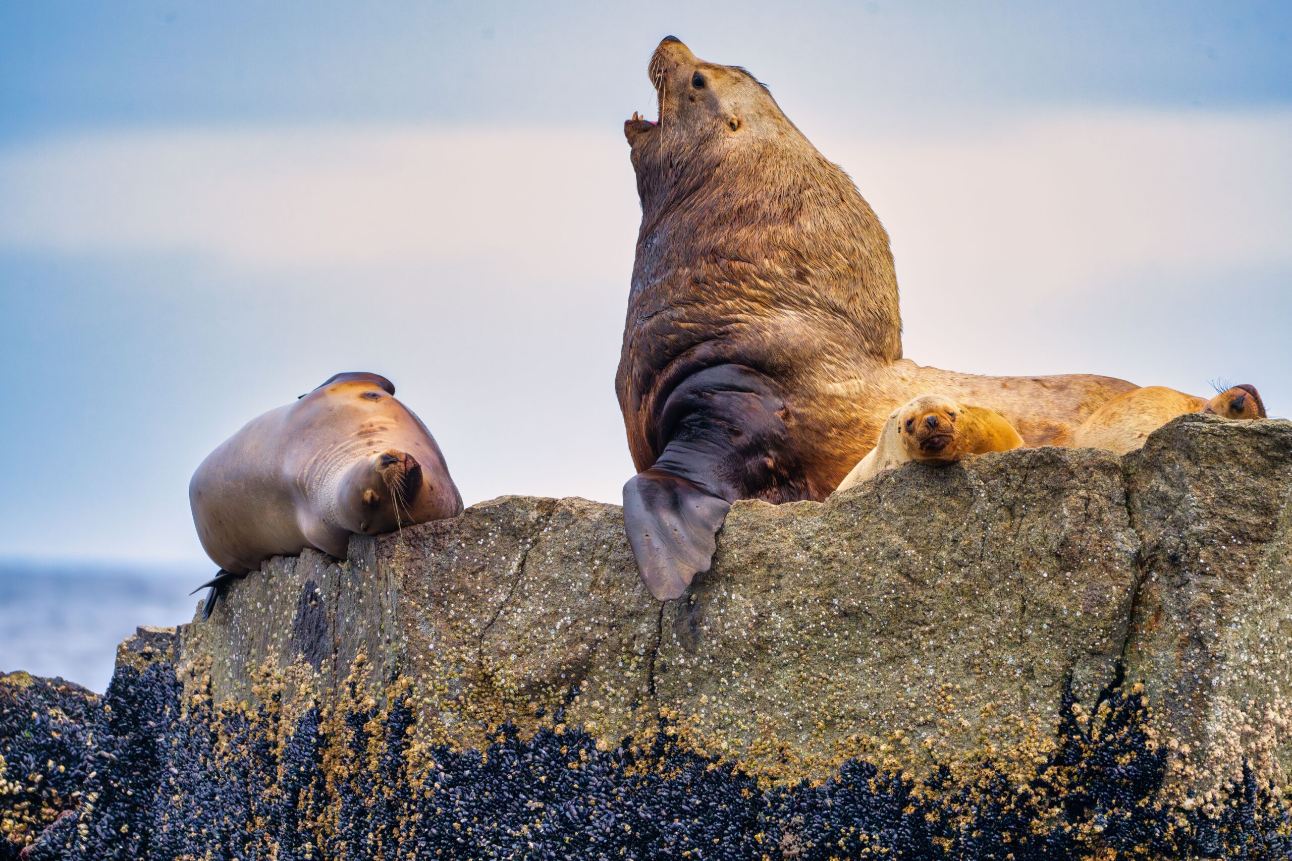 Steller Sea Lion