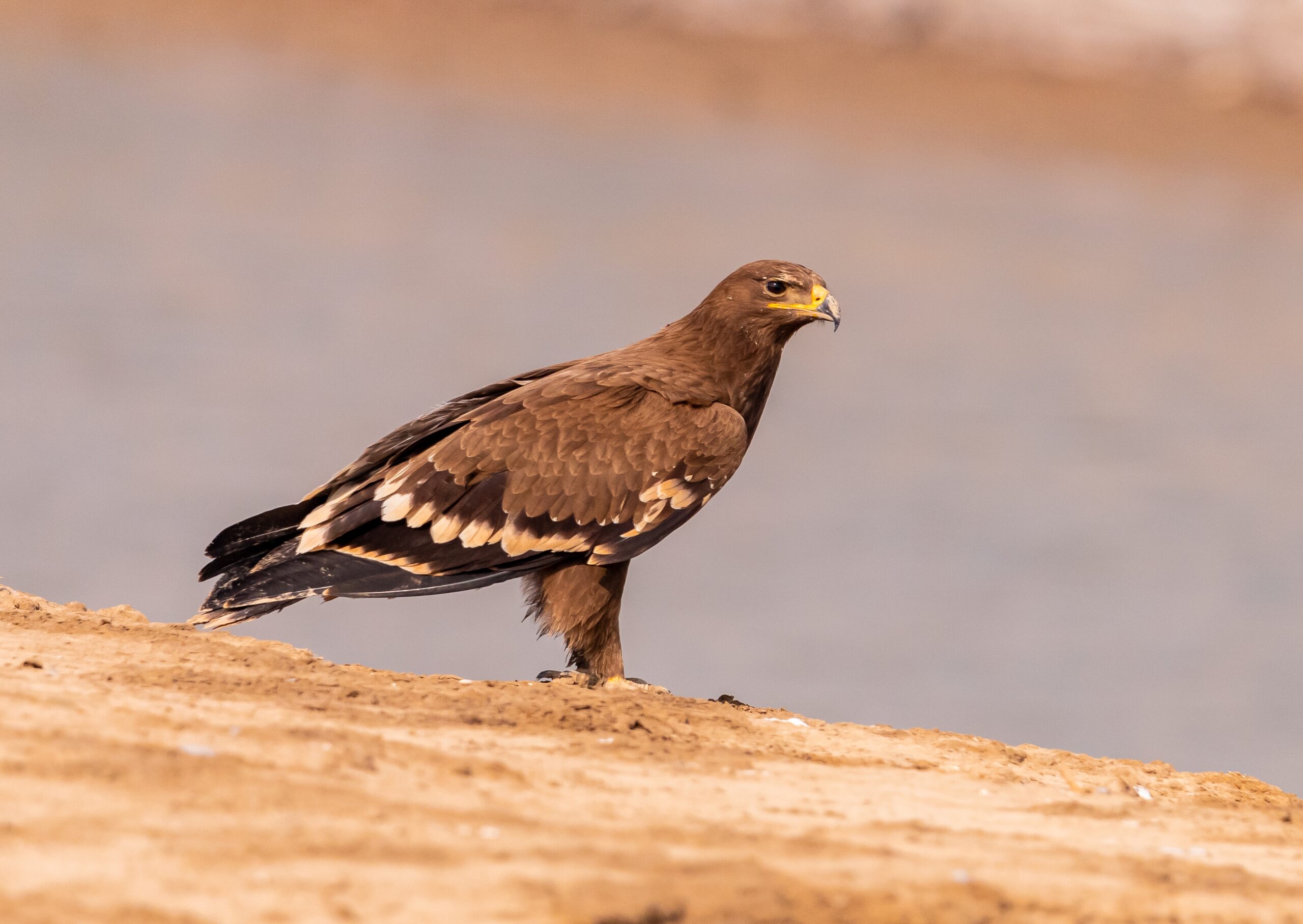 Steppe Eagle