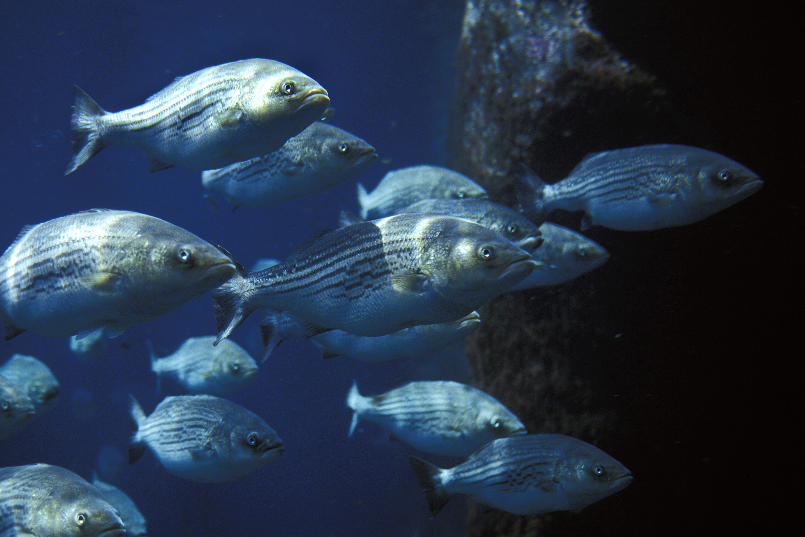 Striped Bass (Morone saxatilis)