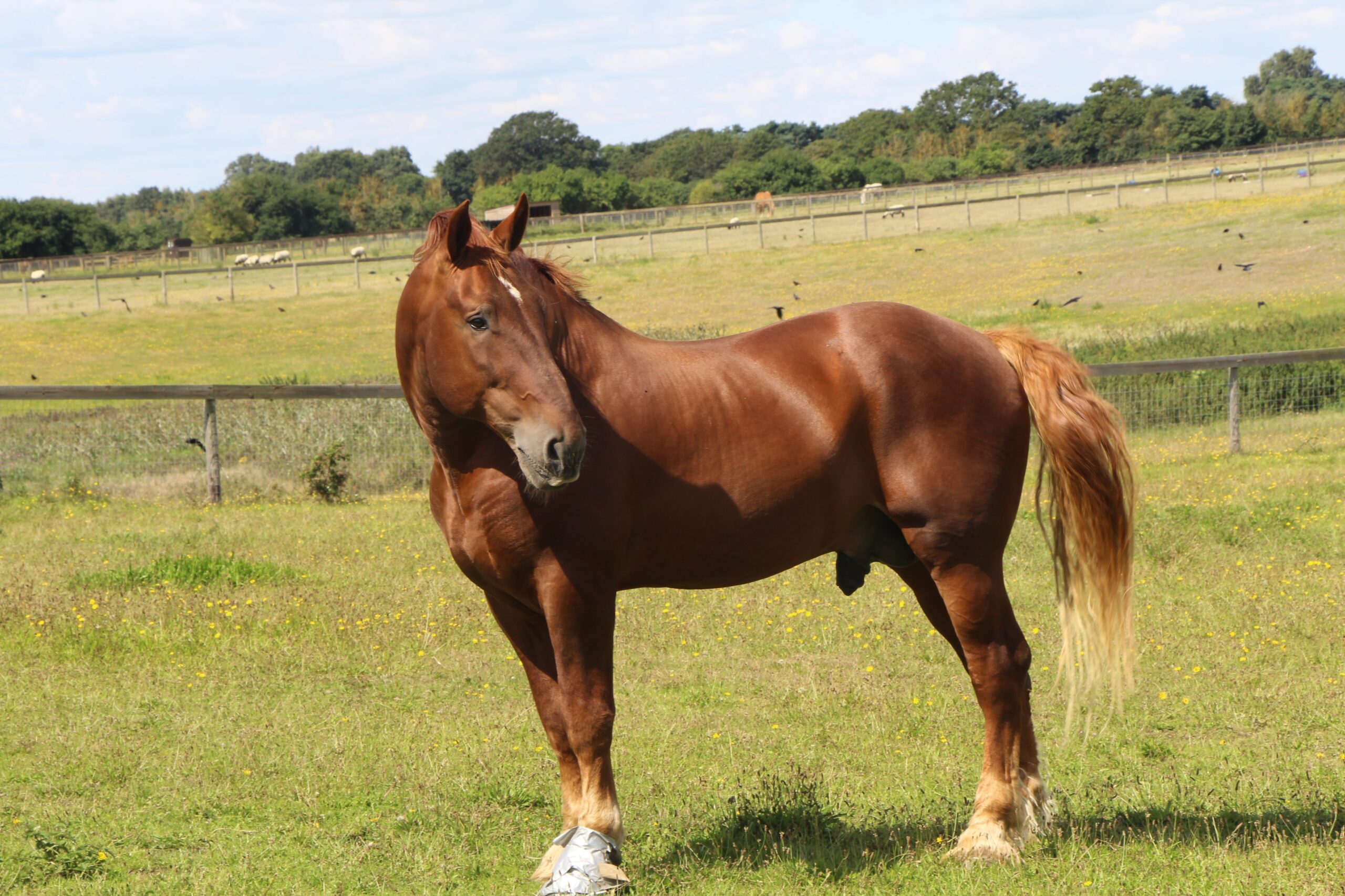 Suffolk Punch