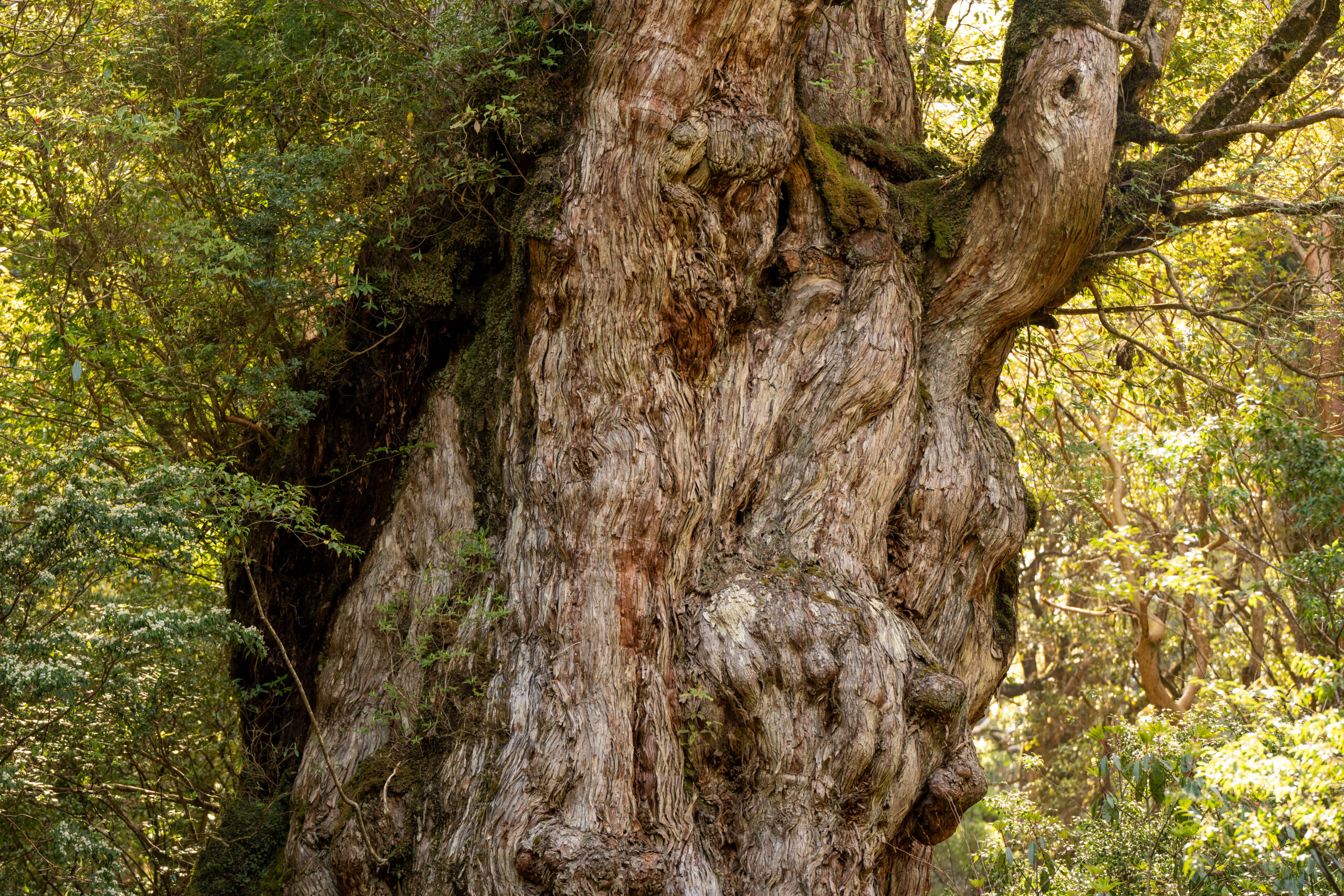 Sugi of Jomon – Japanese Cedar, Japan