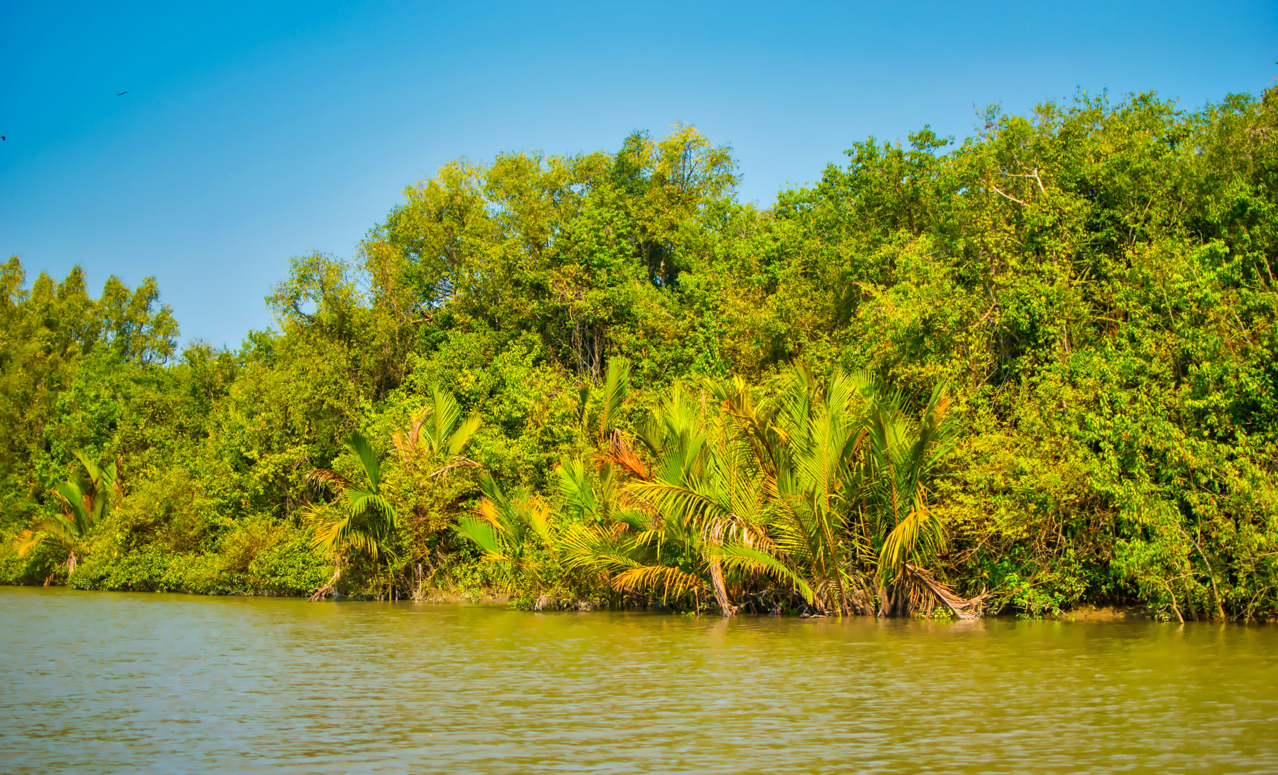 Sundarbans Mangrove Forest, Bangladesh and India