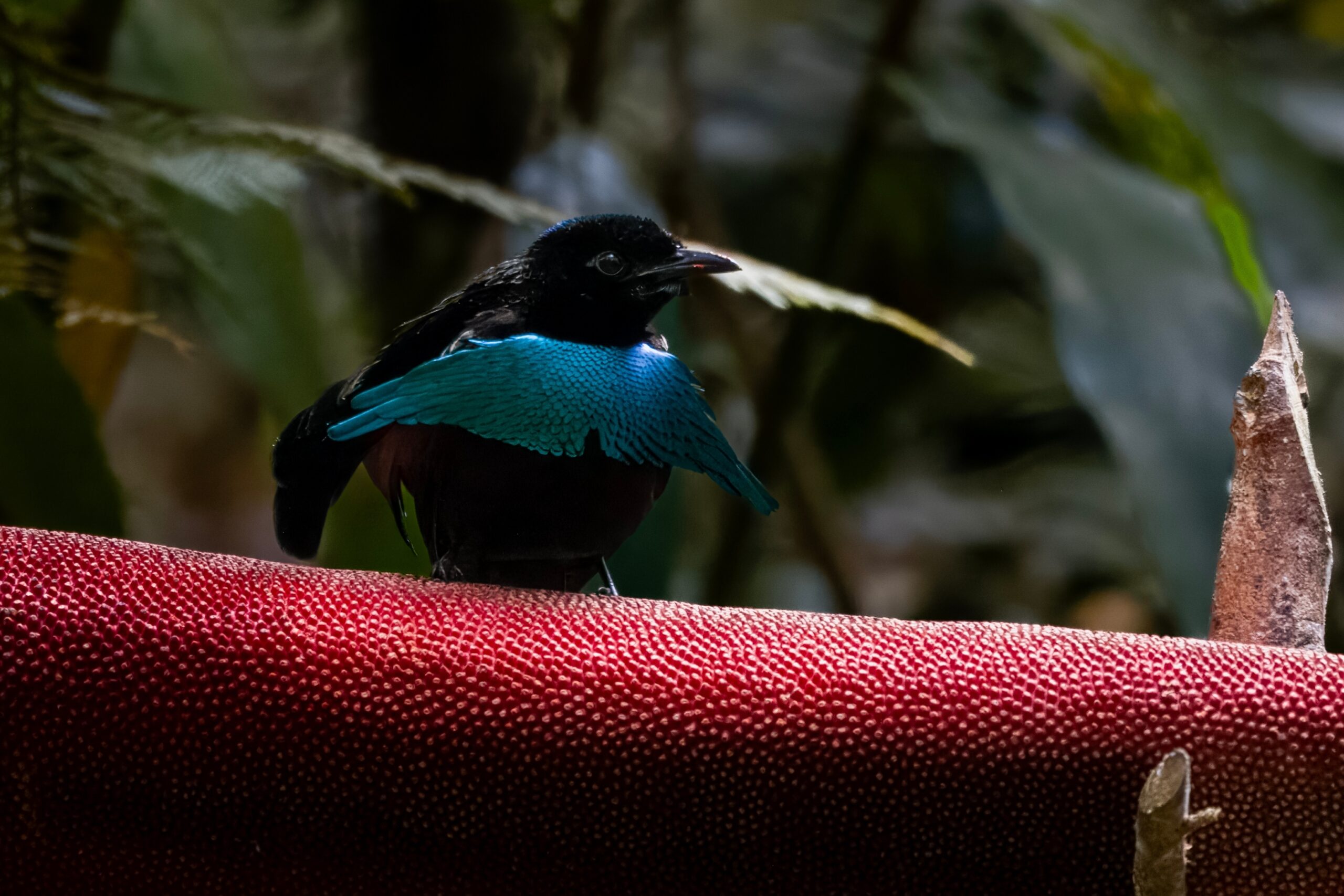 Superb Bird-of-Paradise