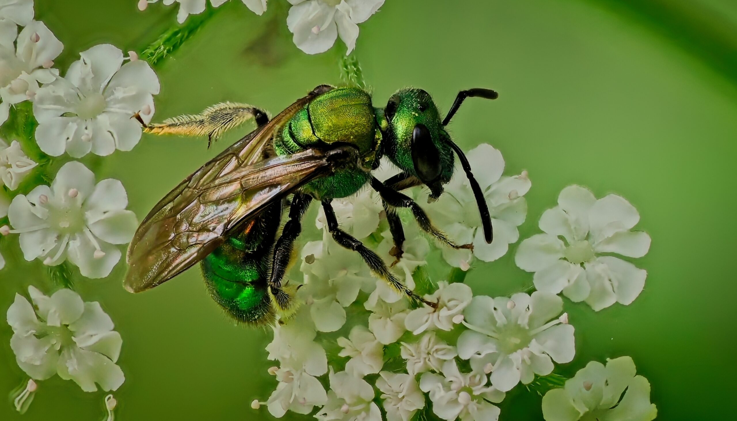 Sweat Bees