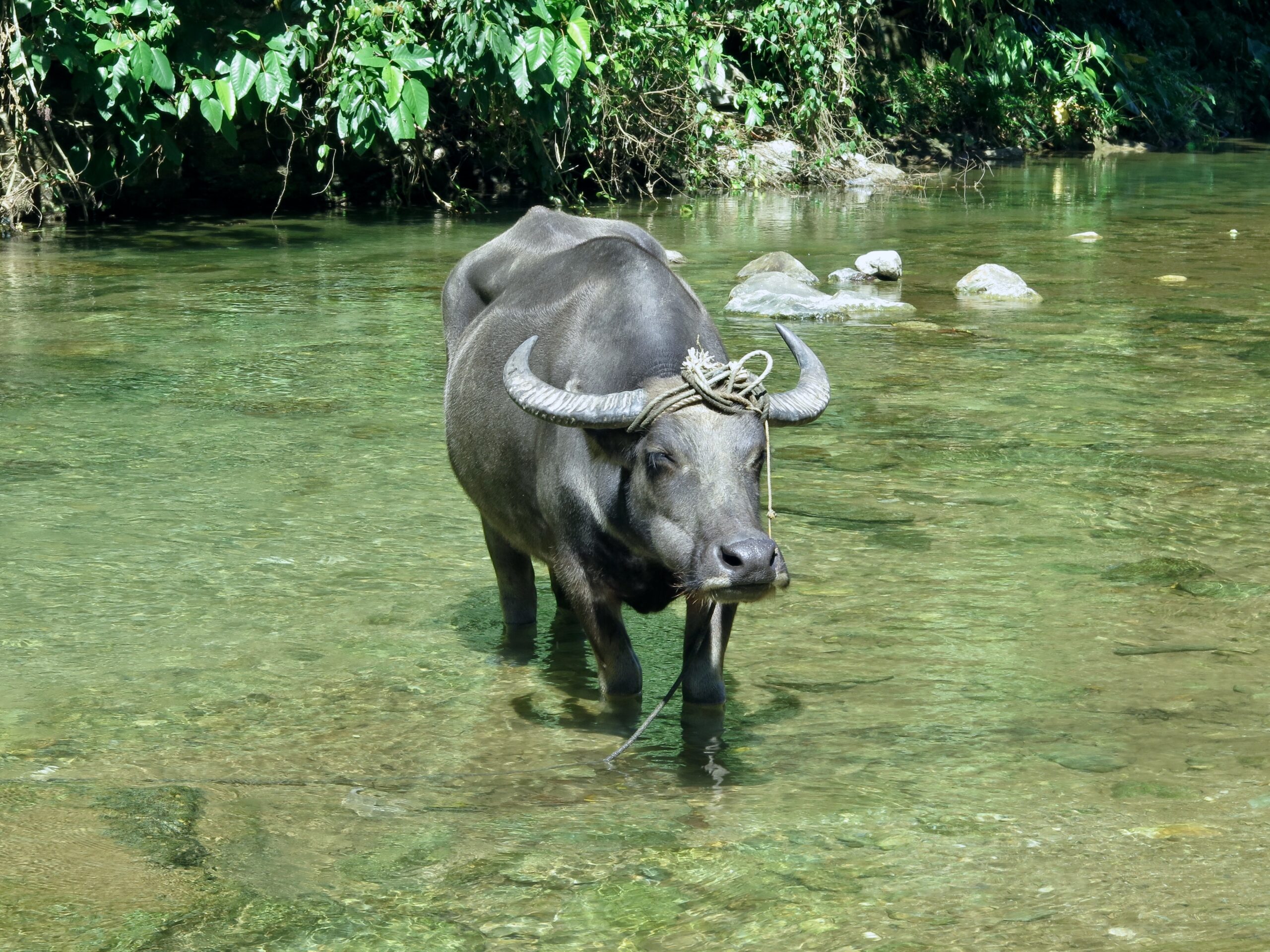 Tamaraw