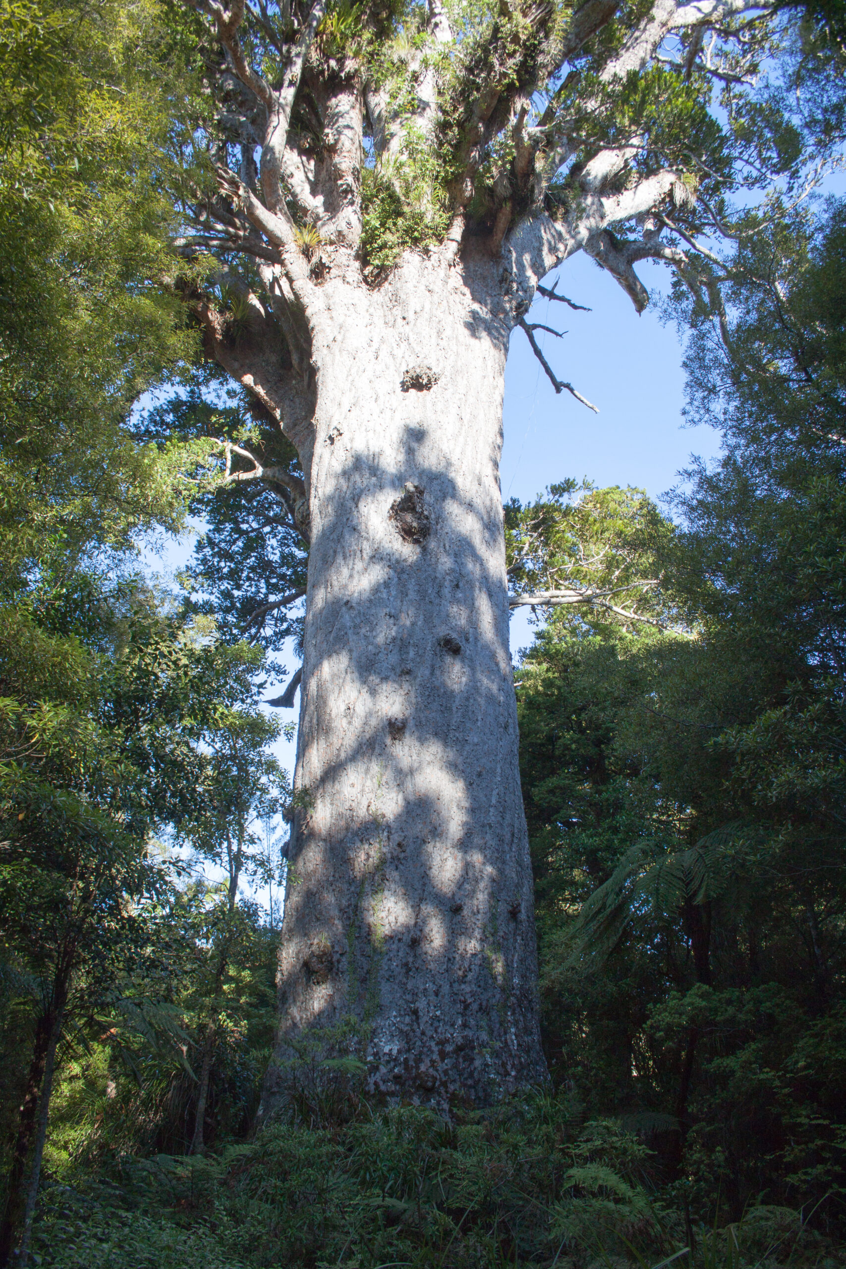 Tane Mahuta – Kauri Tree, New Zealand