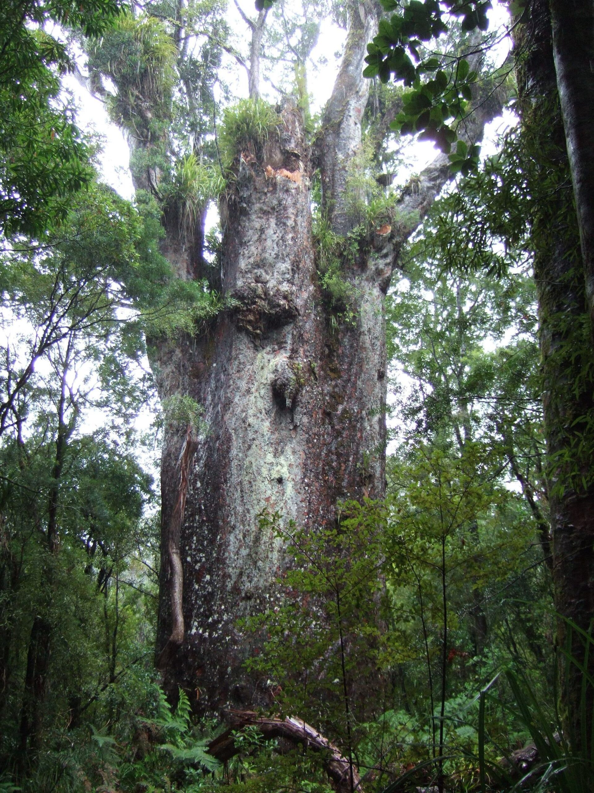 Te Matua Ngahere – Kauri Tree, New Zealand