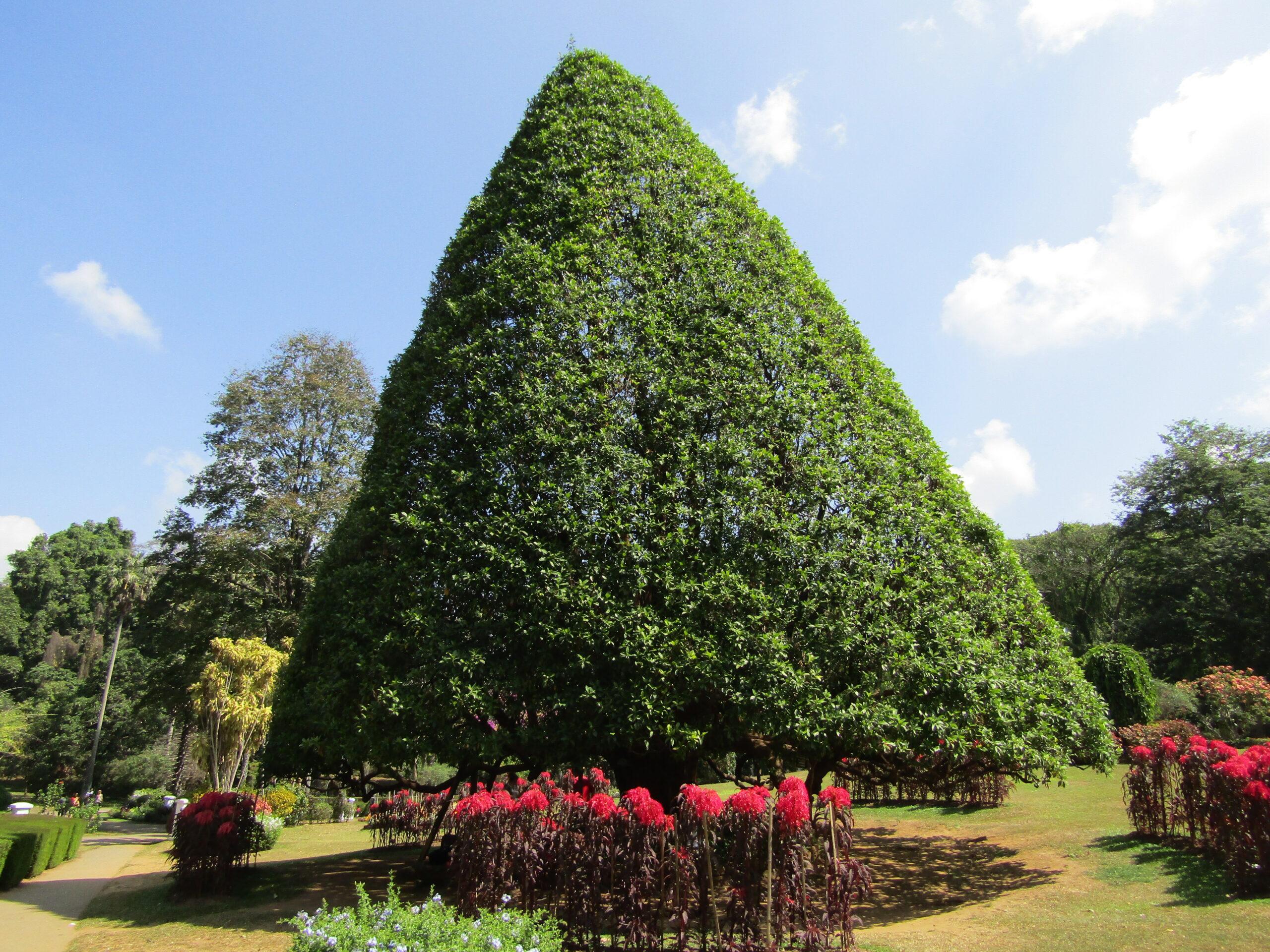 Tembusu (Fagraea fragrans)