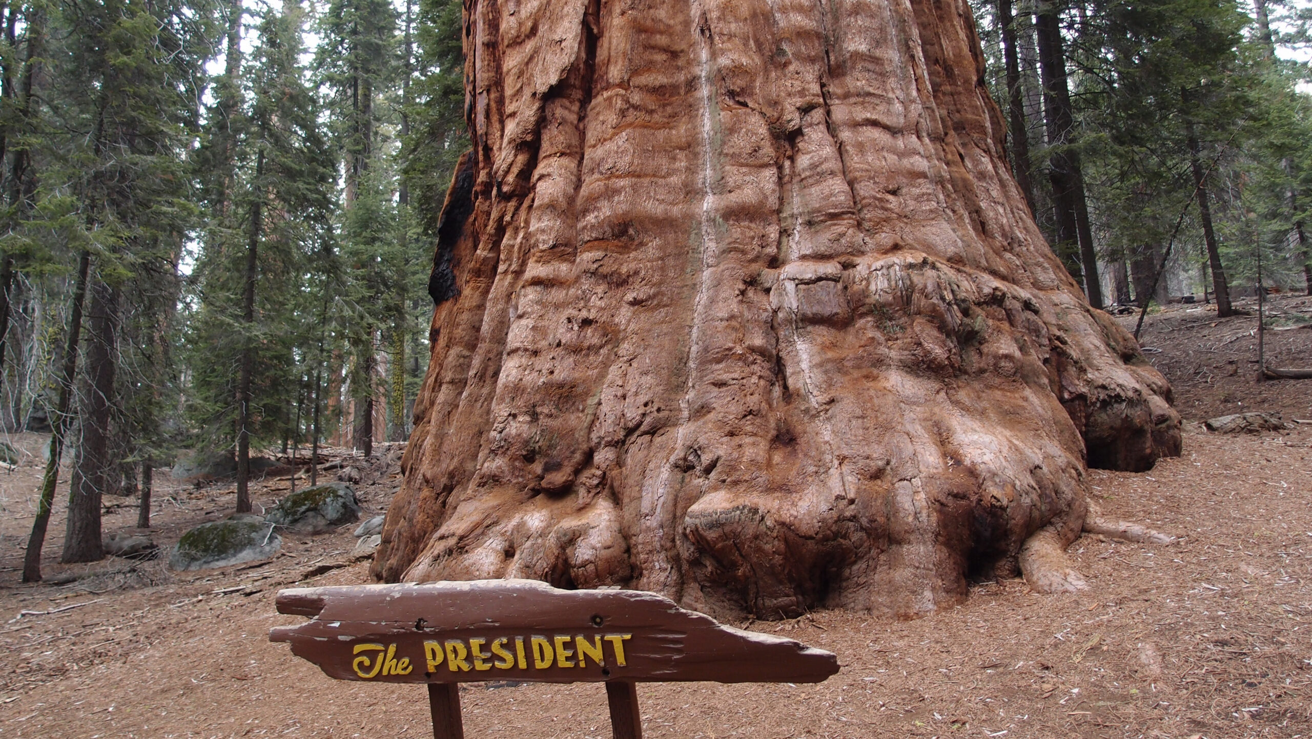 The President – Giant Sequoia, USA