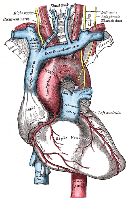 Thoracic Aorta