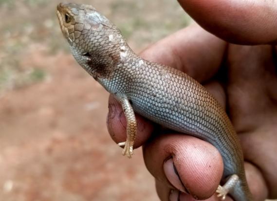 Pygmy Blue-Tongue Skink