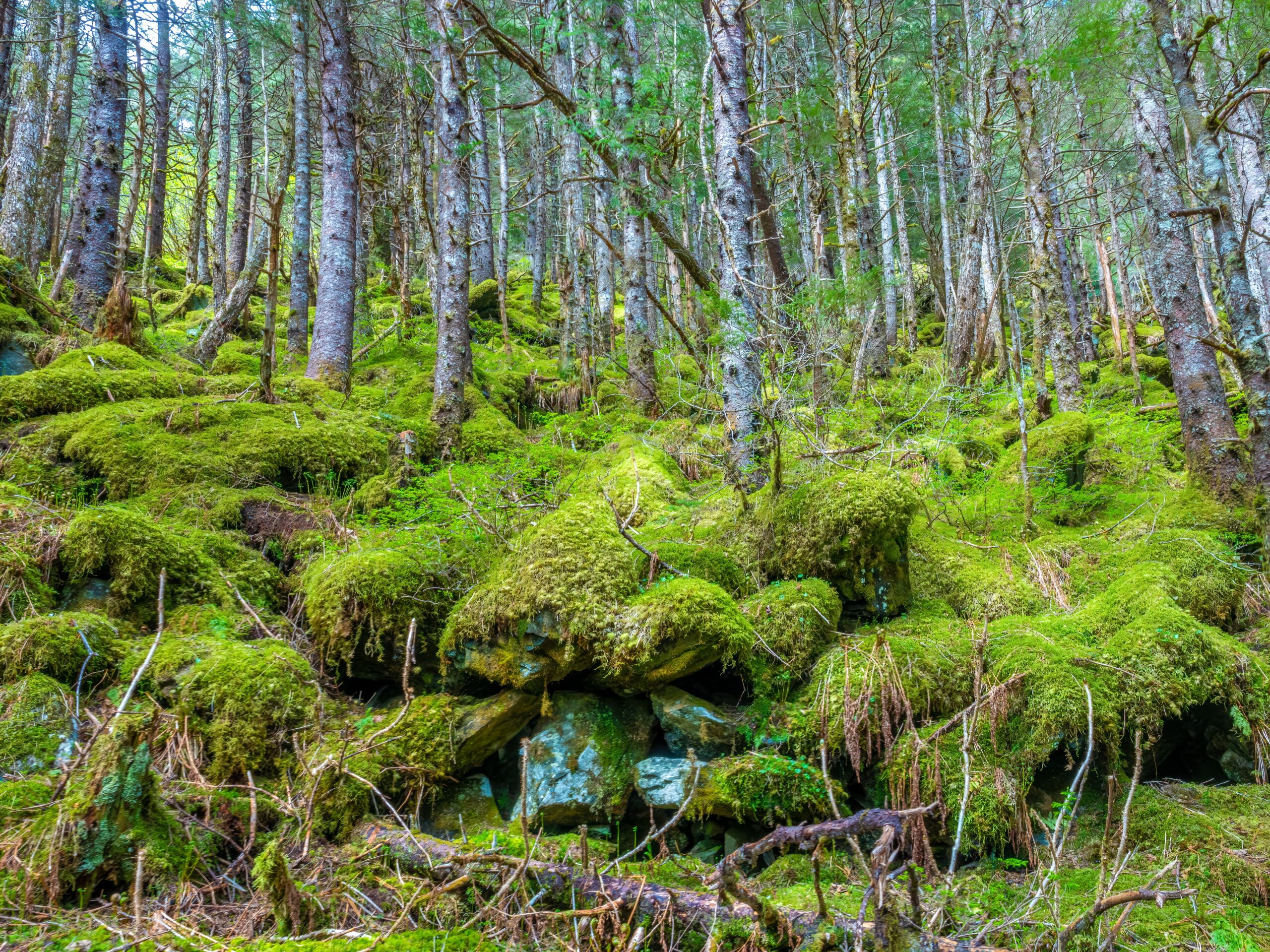 Tongass National Forest, United States (Alaska)