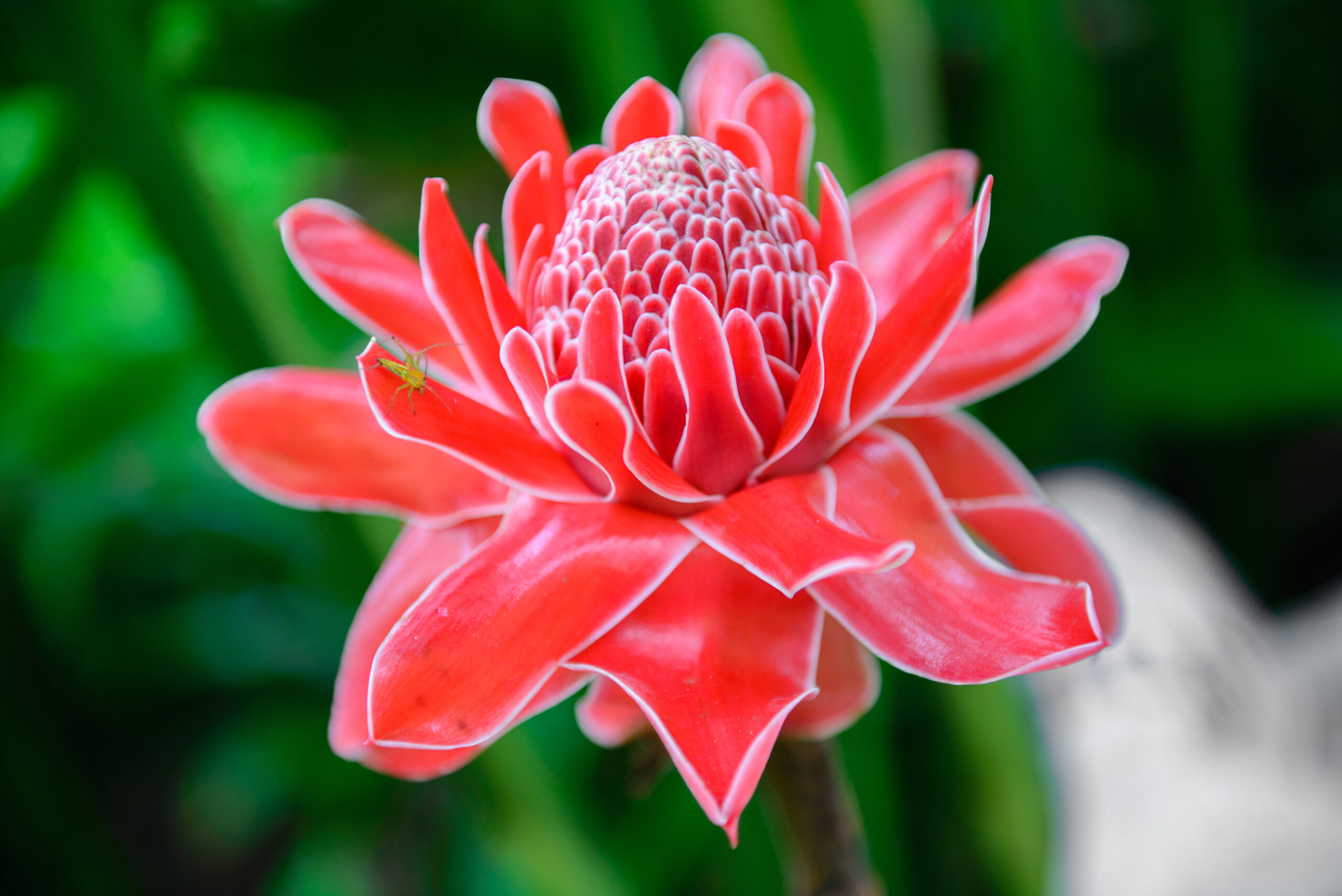 Torch Ginger (Etlingera elatior)