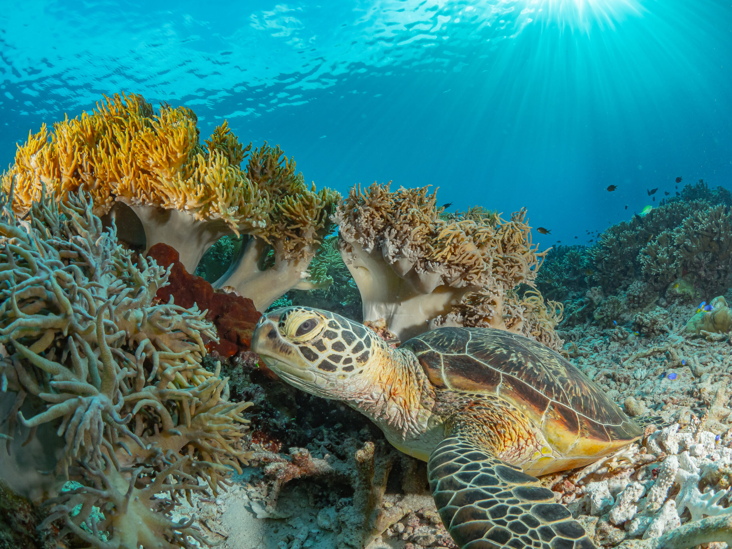 Tubbataha Reef, Philippines