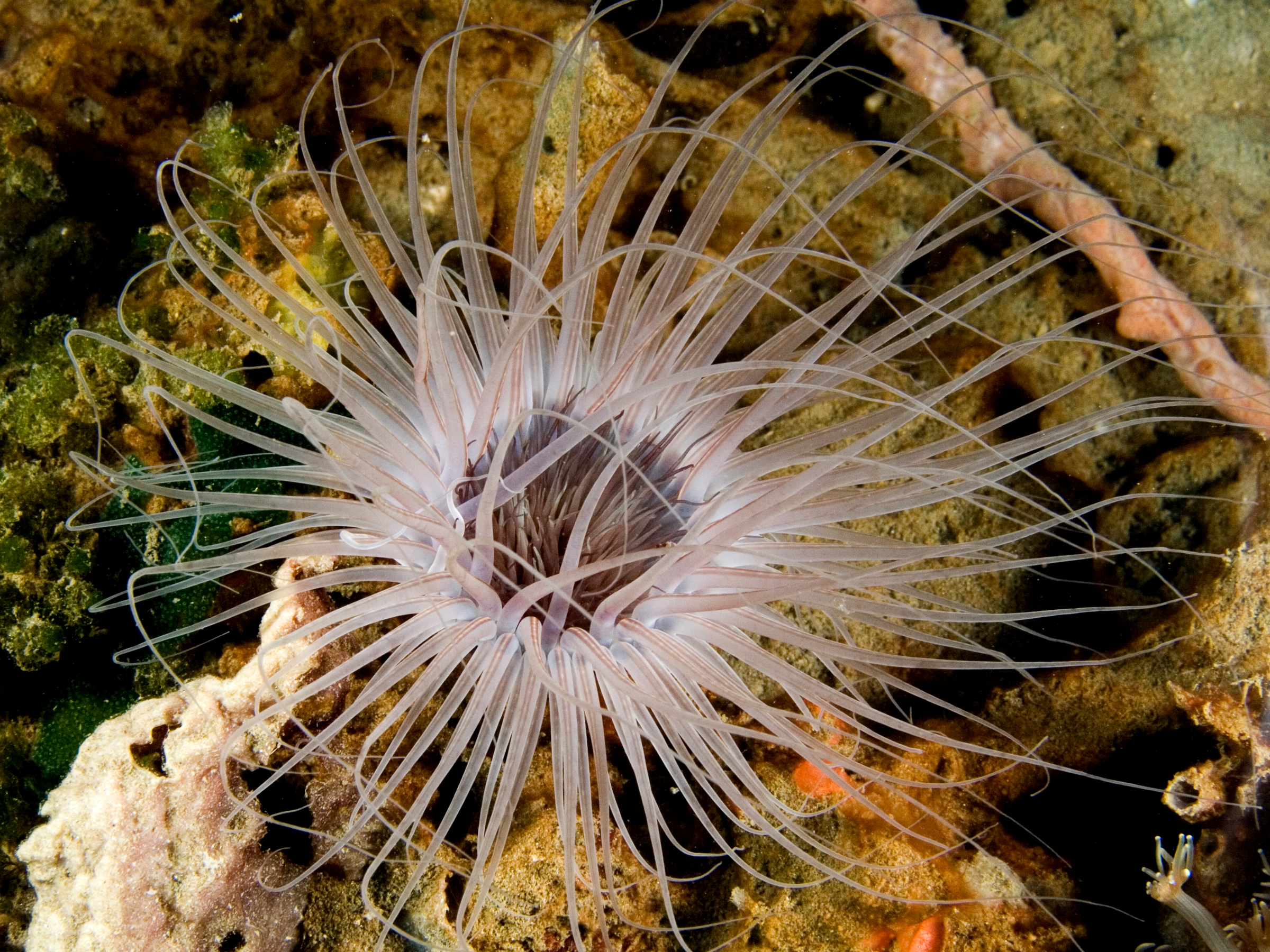 Tube-Dwelling Anemones