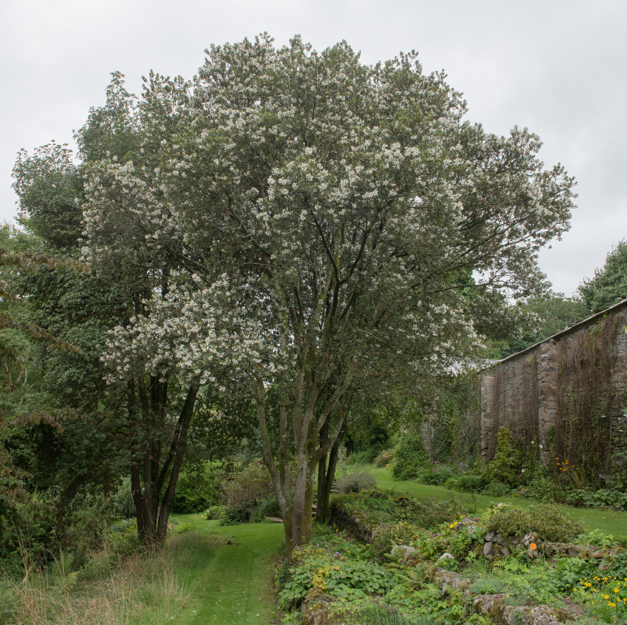 Ulmo (Eucryphia cordifolia)