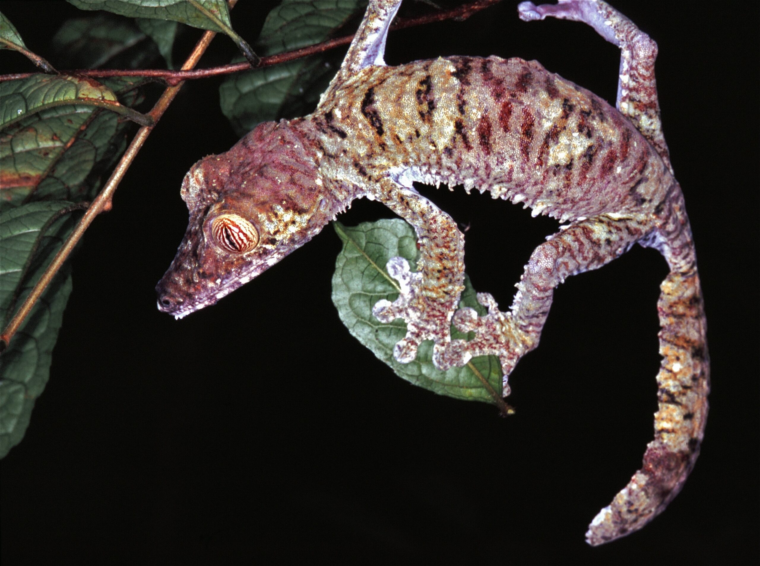 Flat-Tailed Gecko