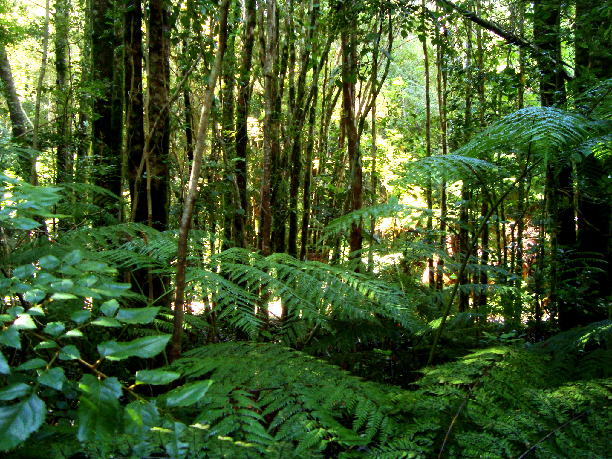 Valdivian Temperate Rainforest, South America