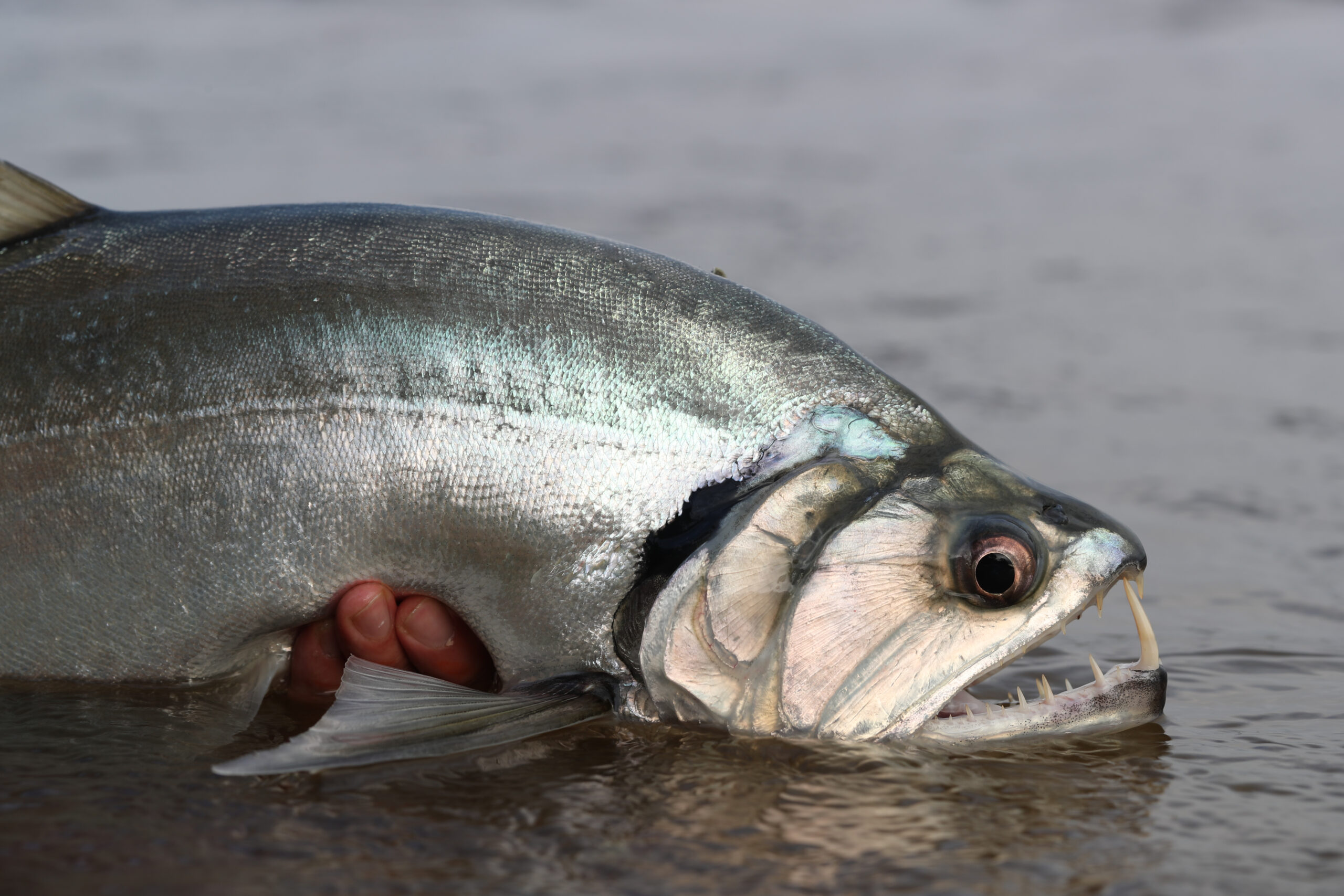 Vampire Fish (Payara)