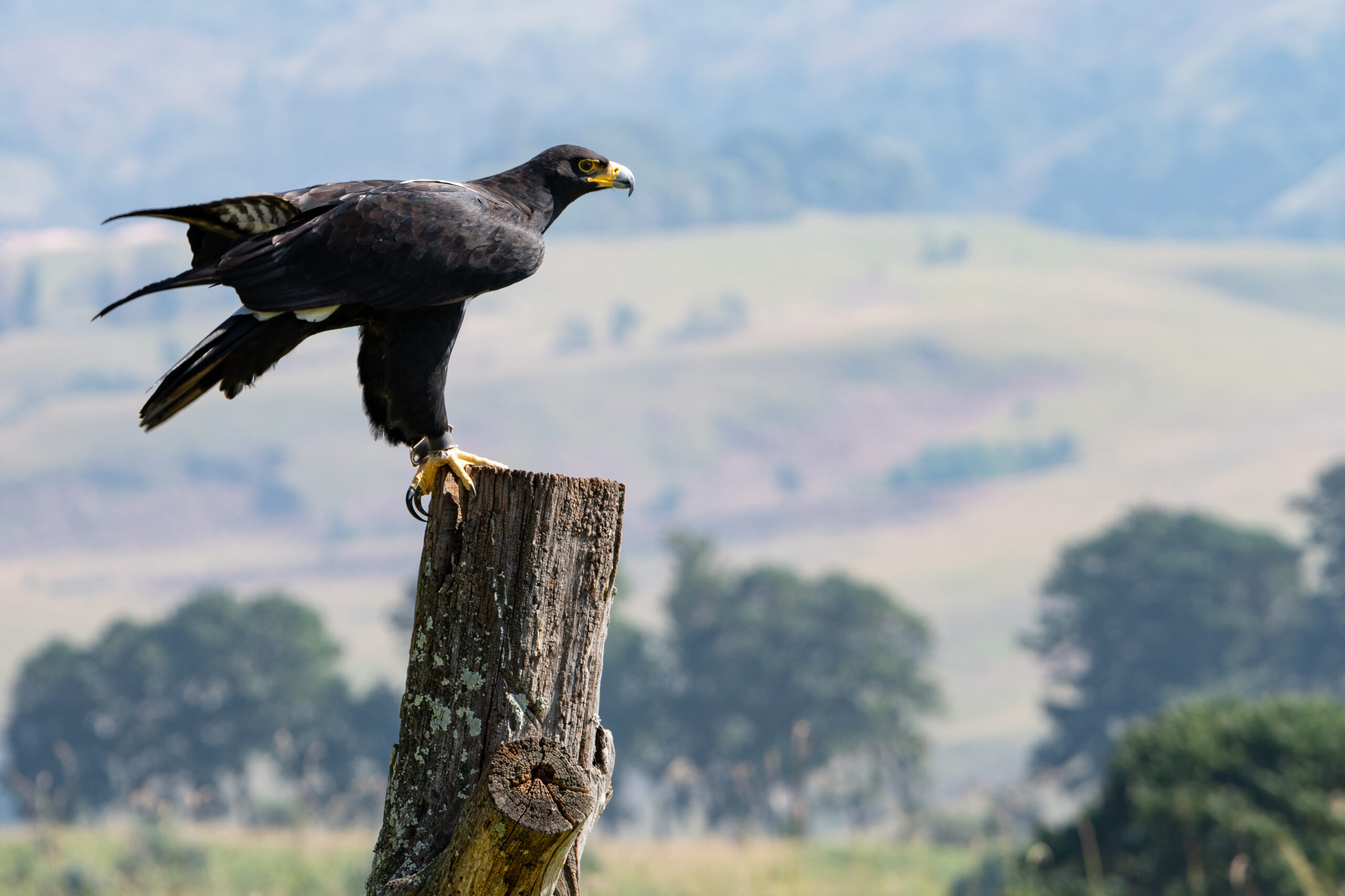 Verreaux's Eagle