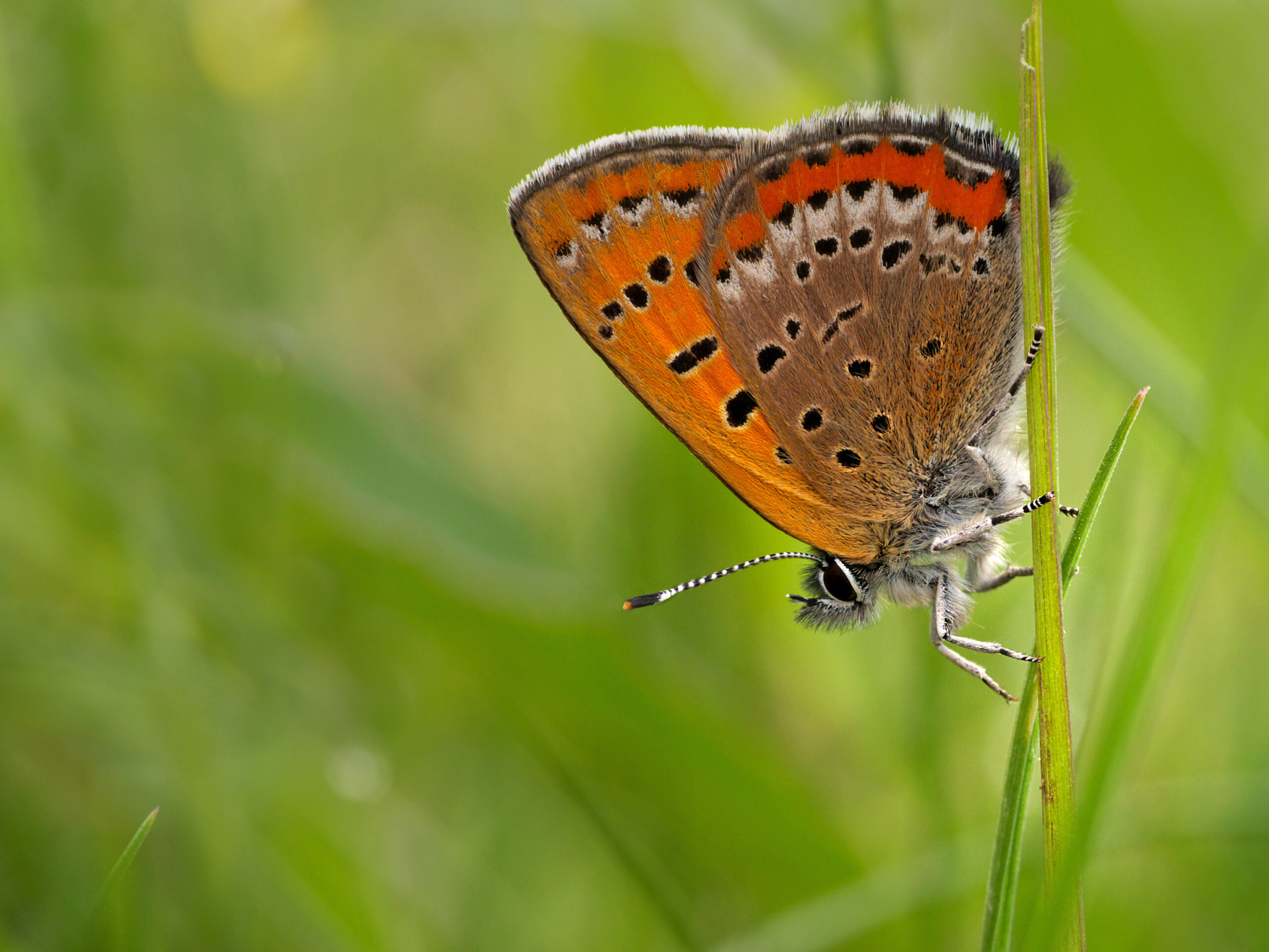 Violet Copper Butterfly