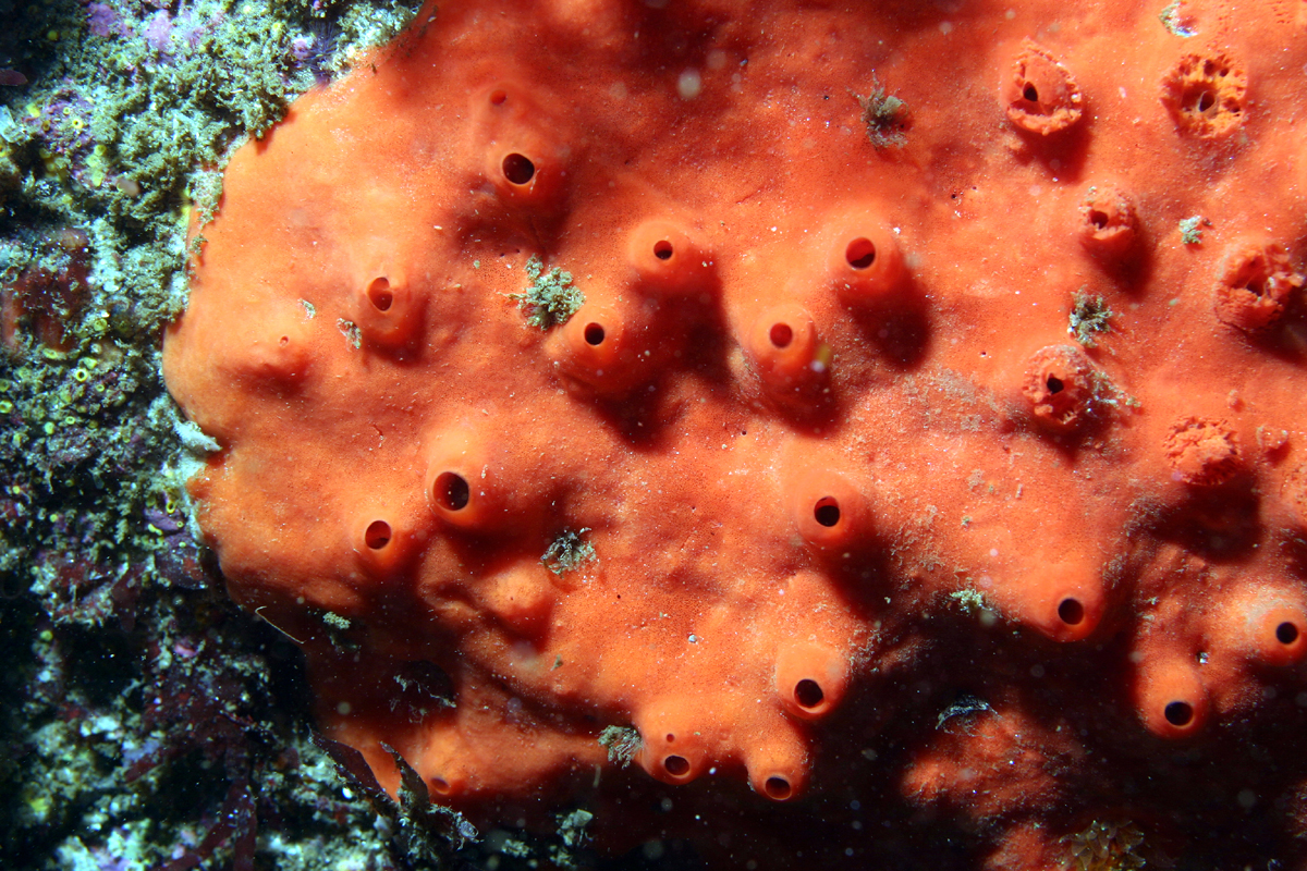 Volcano Sponge