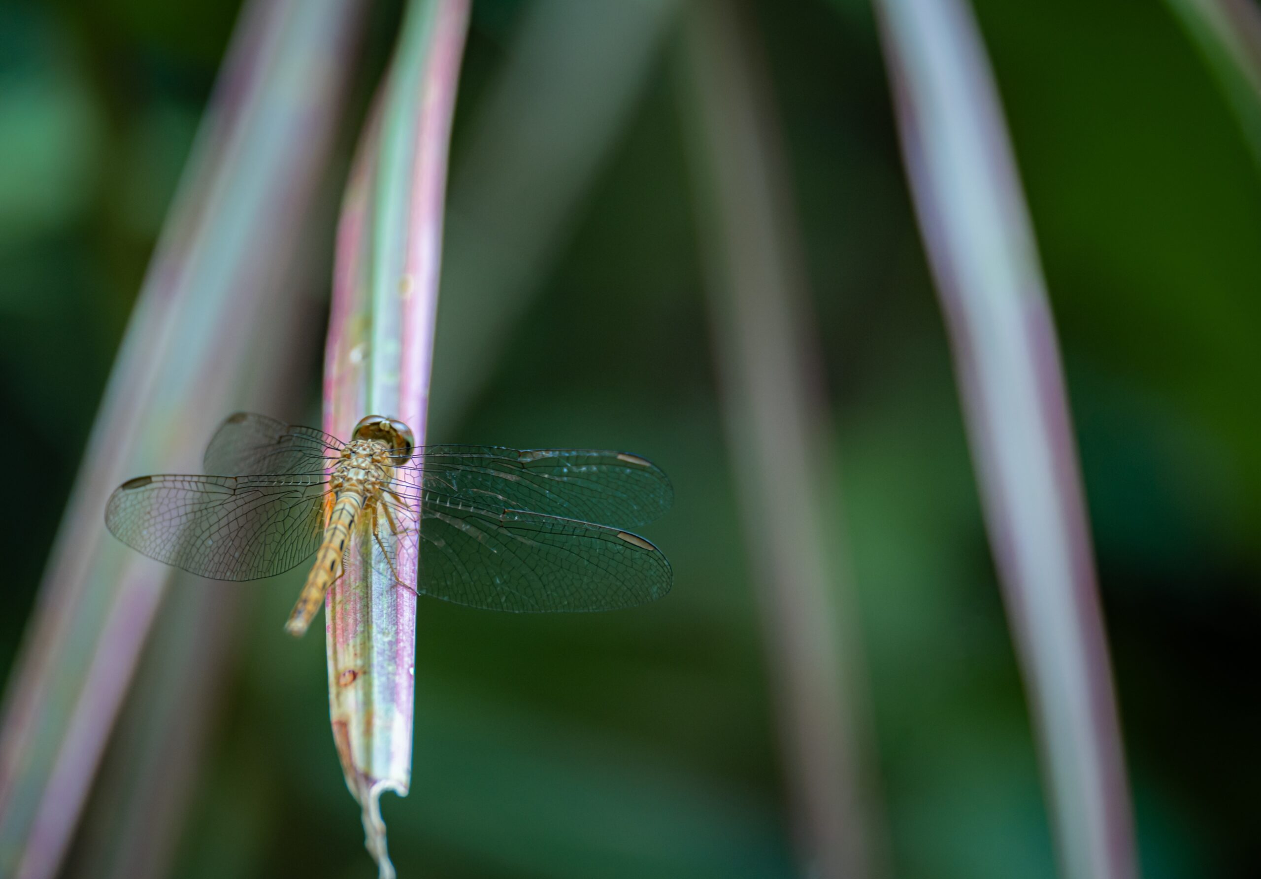 Wandering Glider Dragonfly (Pantala flavescens)