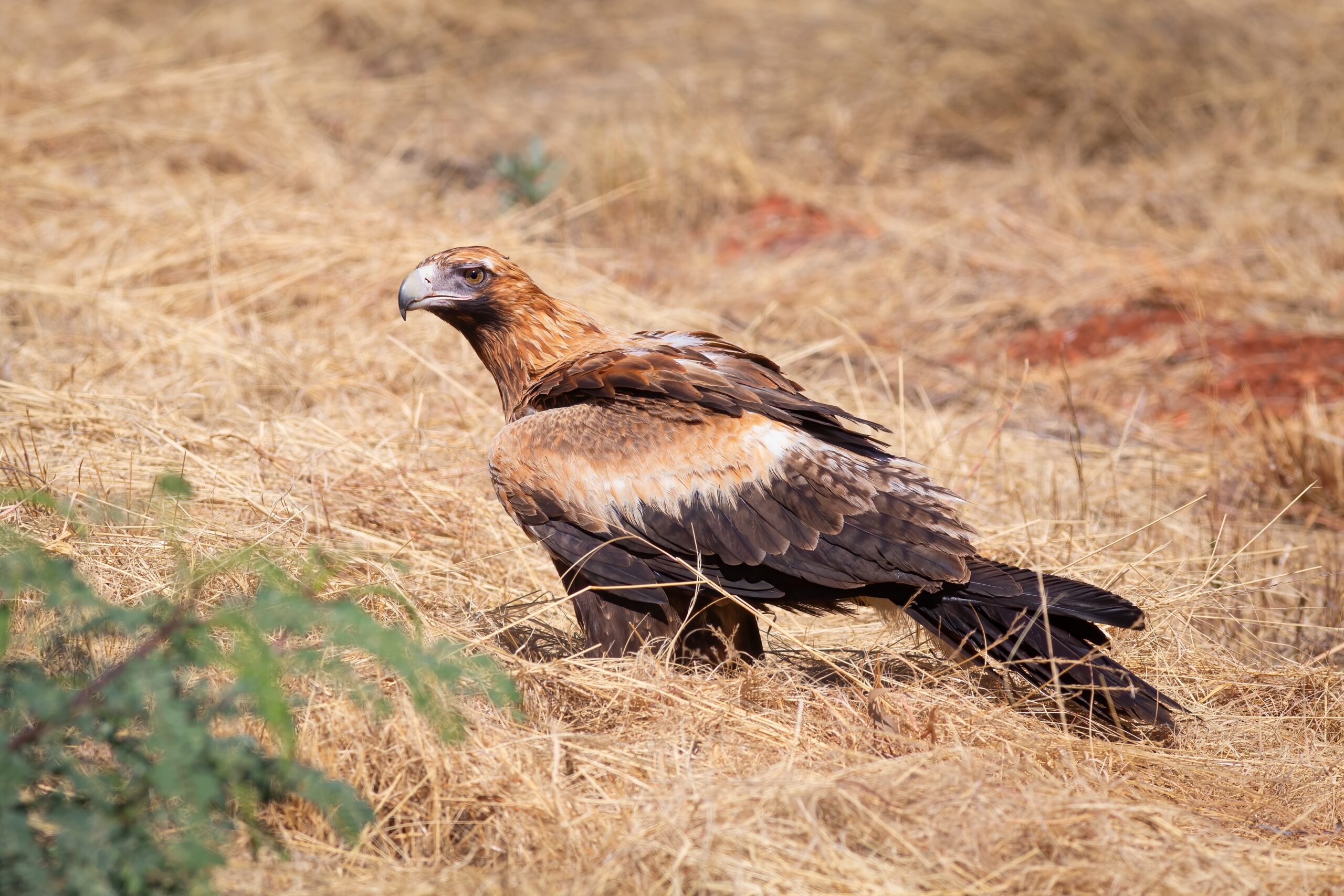 Wedge-tailed Eagle