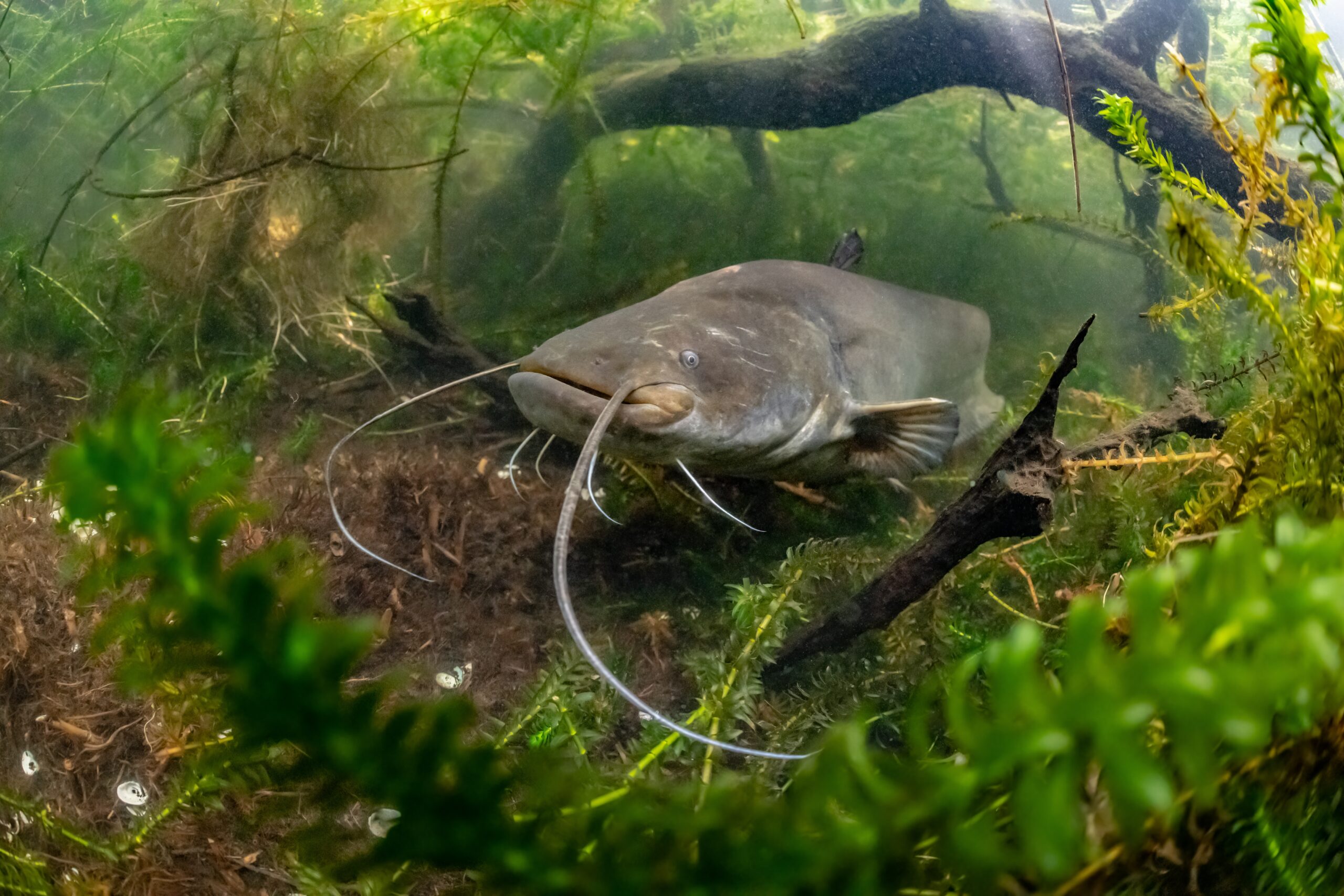 Wels Catfish