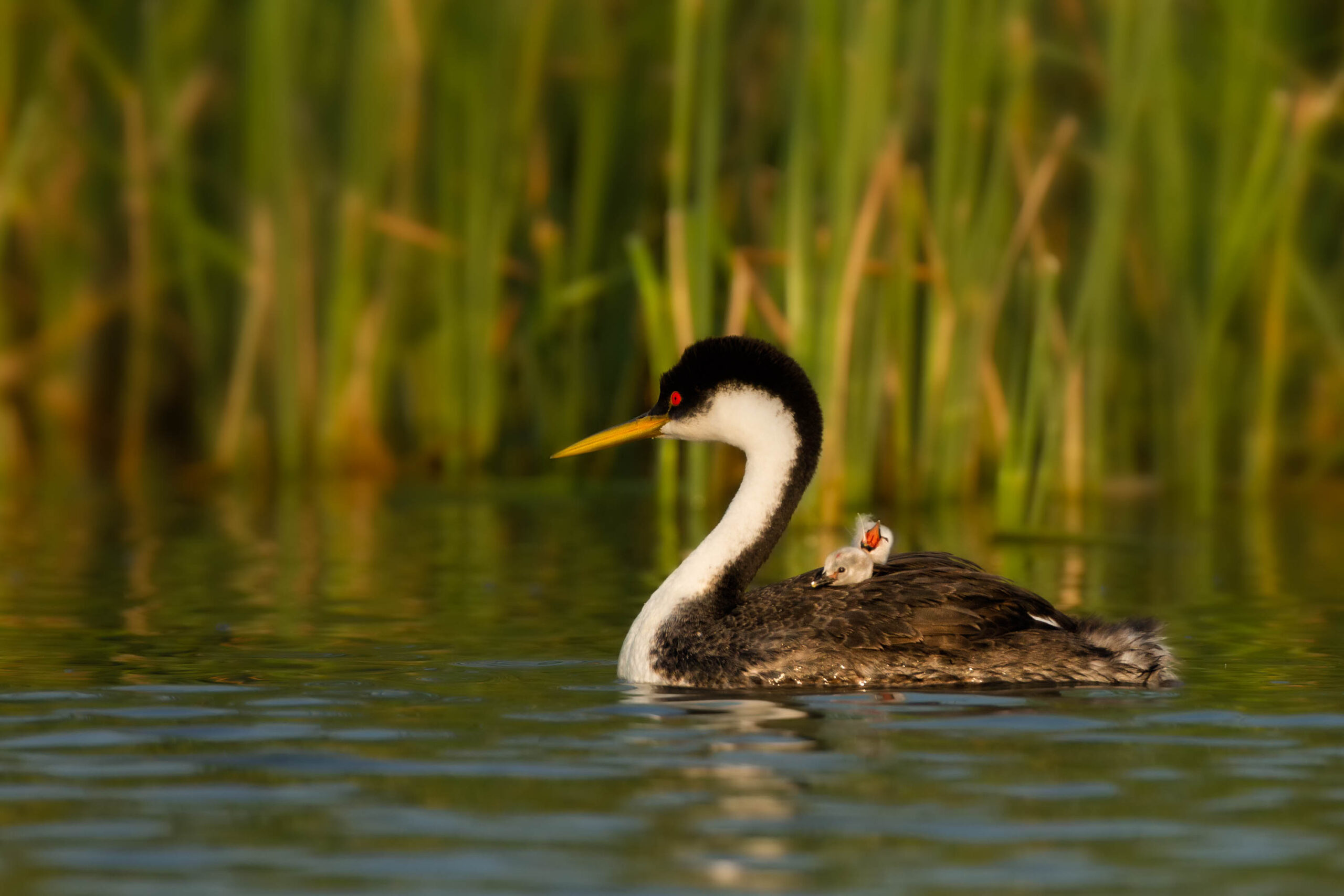 Western Grebe