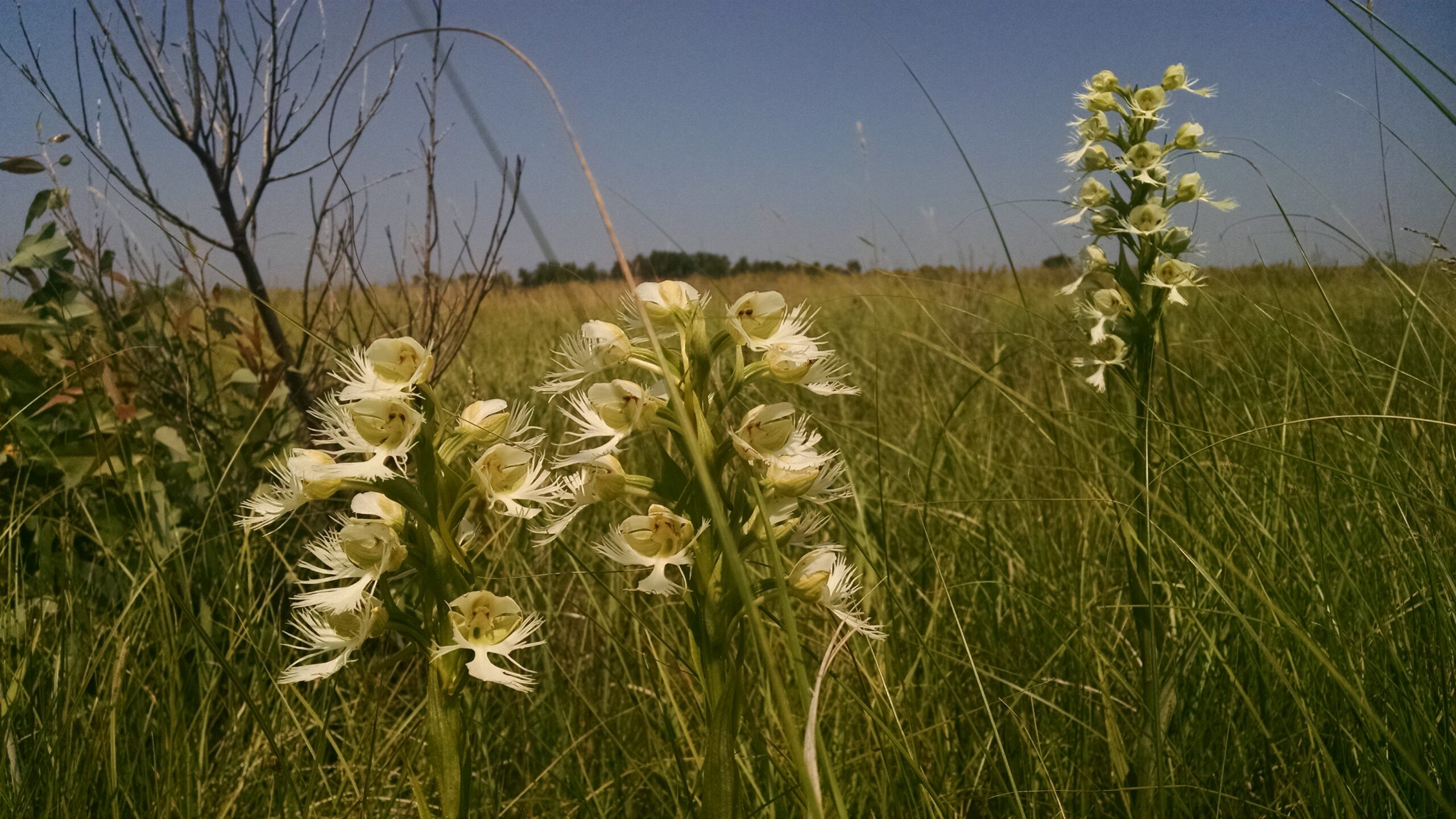 Western Prairie Fringed Orchid