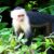 18 Fascinating Primates Living in the Canopies of Tropical Forests