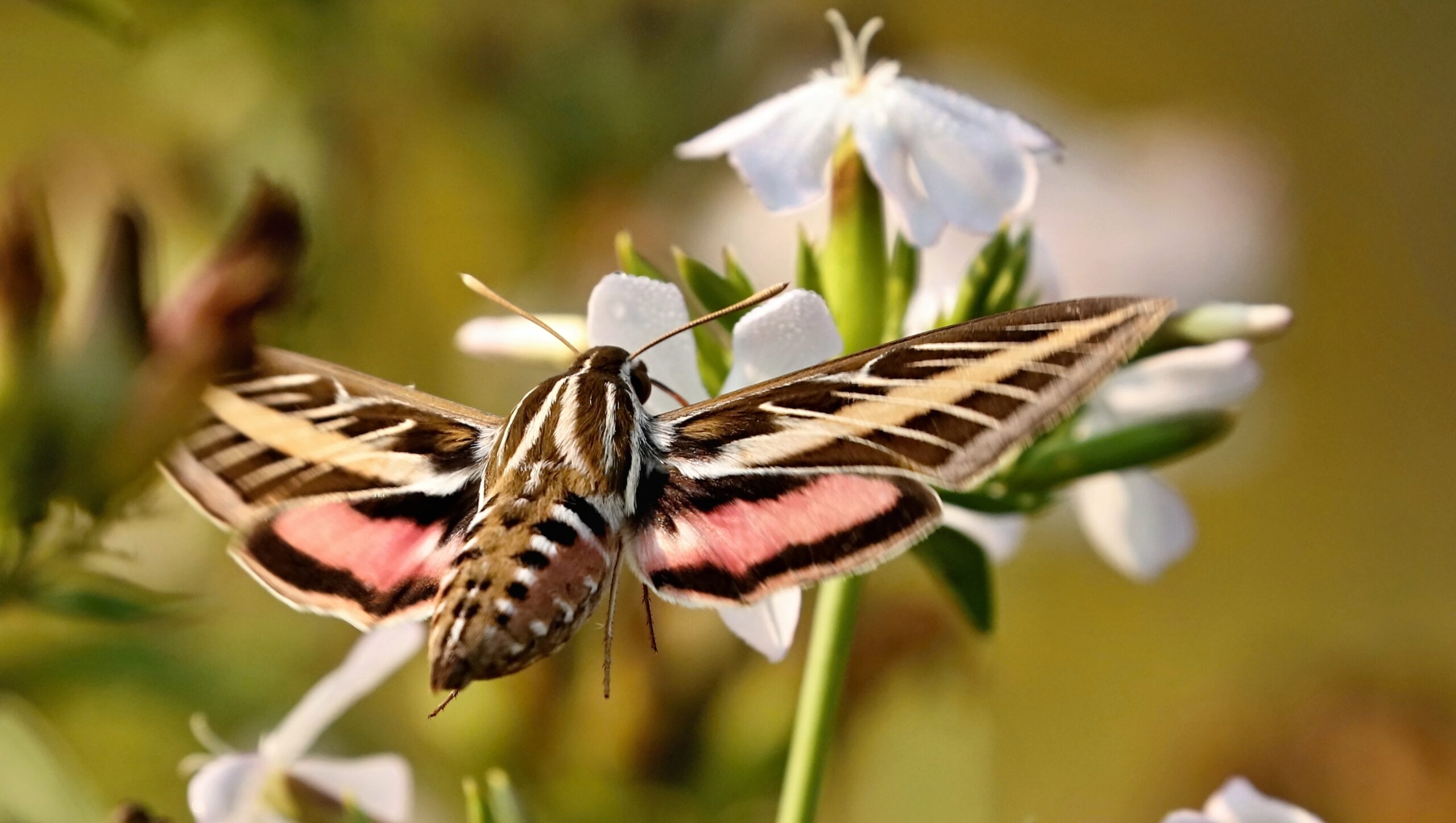 White-lined Sphinx Moth (Hyles lineata)