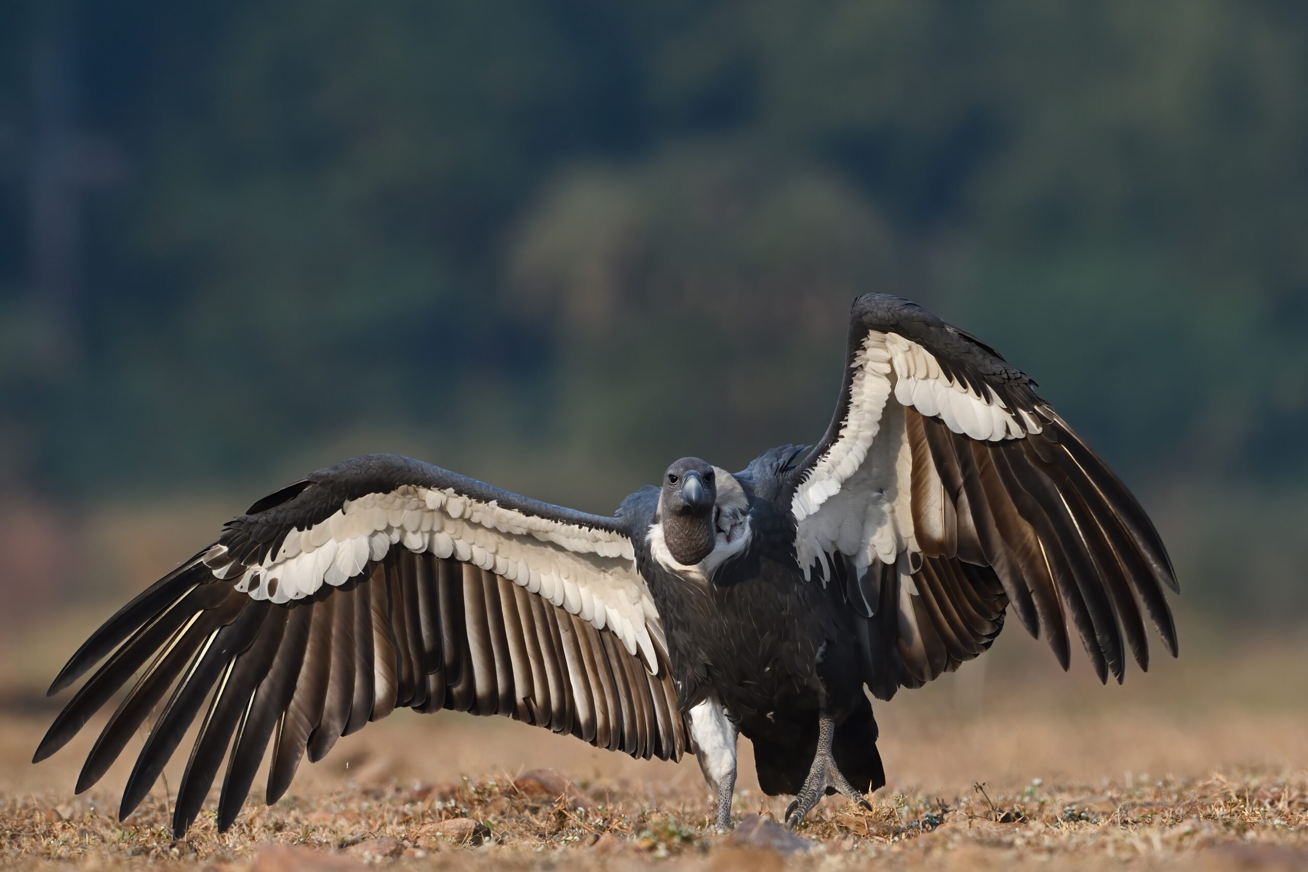 White-rumped Vulture