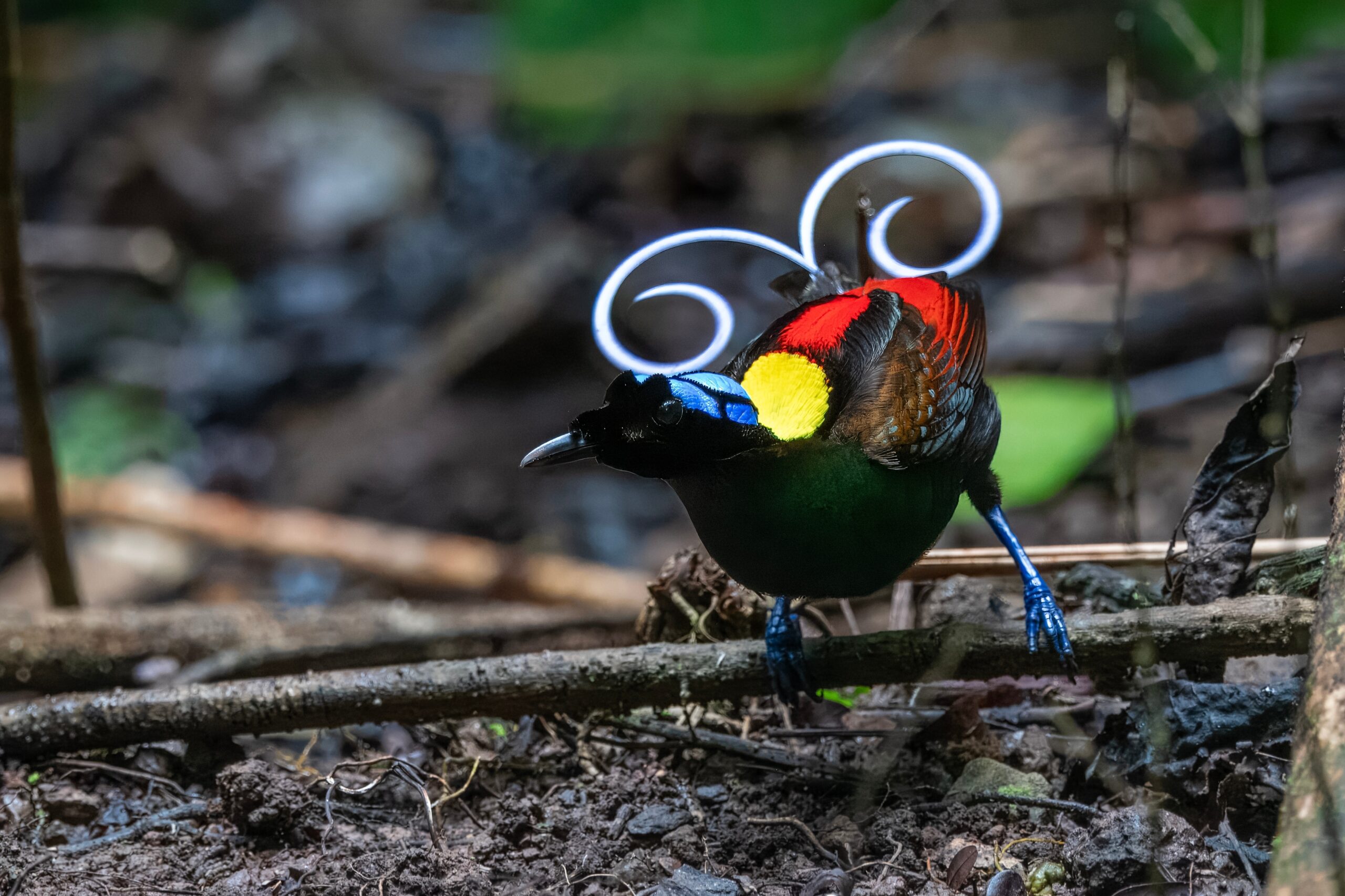 Wilson's Bird-of-Paradise