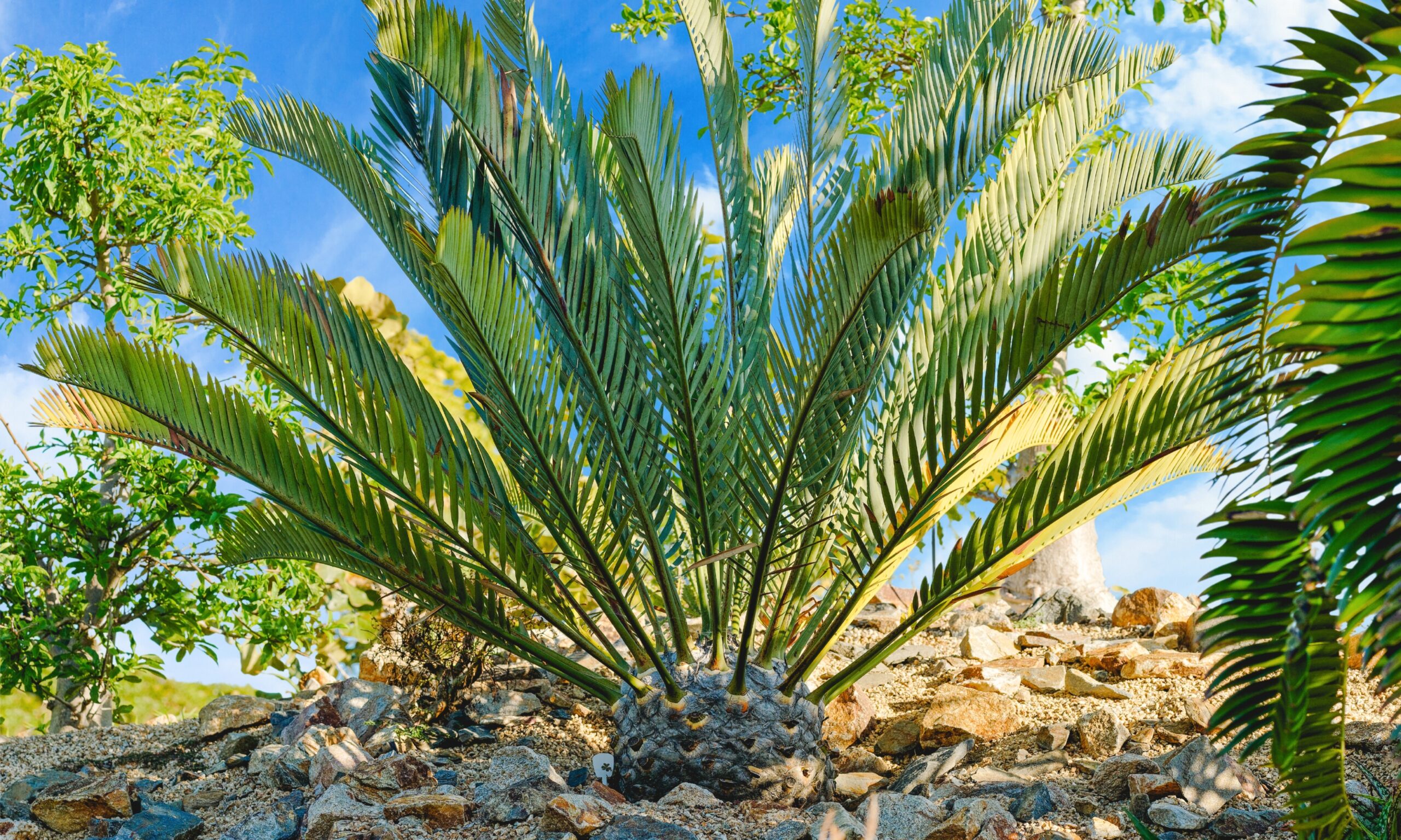 Wood's Cycad