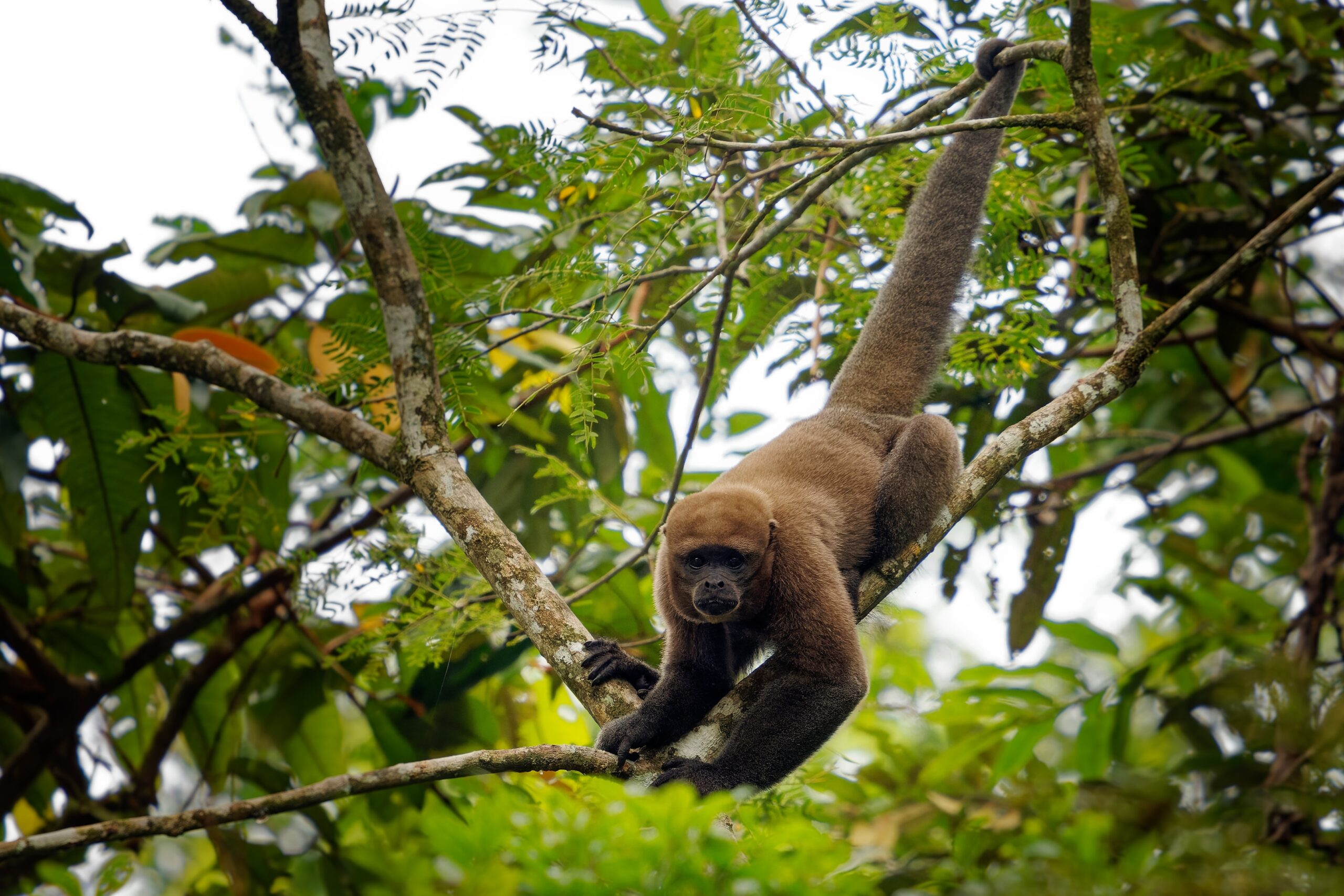 Woolly Monkey