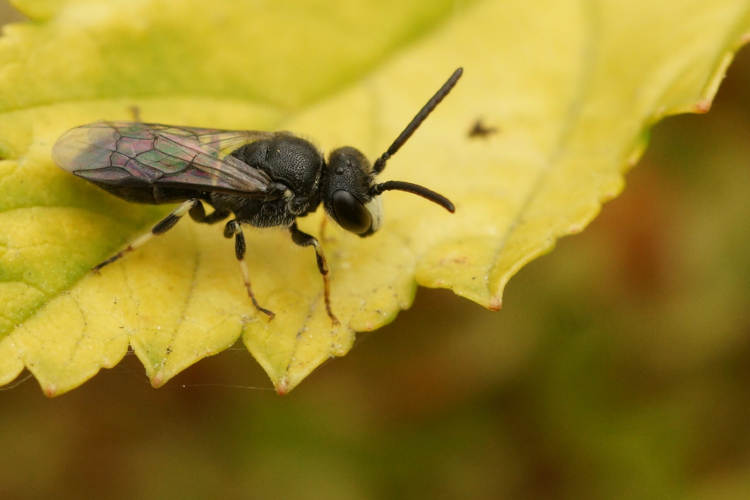 Yellow-faced Bee (Hylaeus spp.)