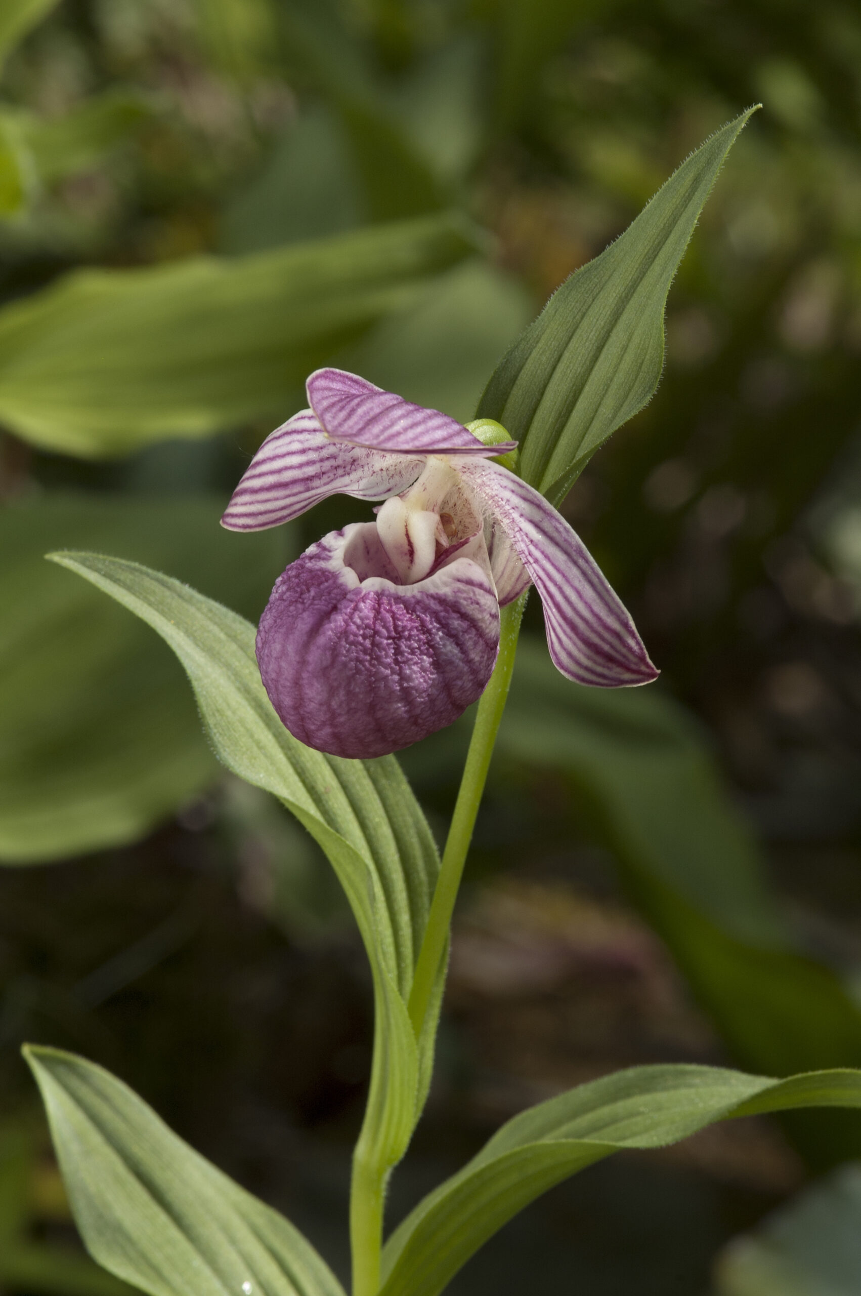 Yunnan Cypripedium