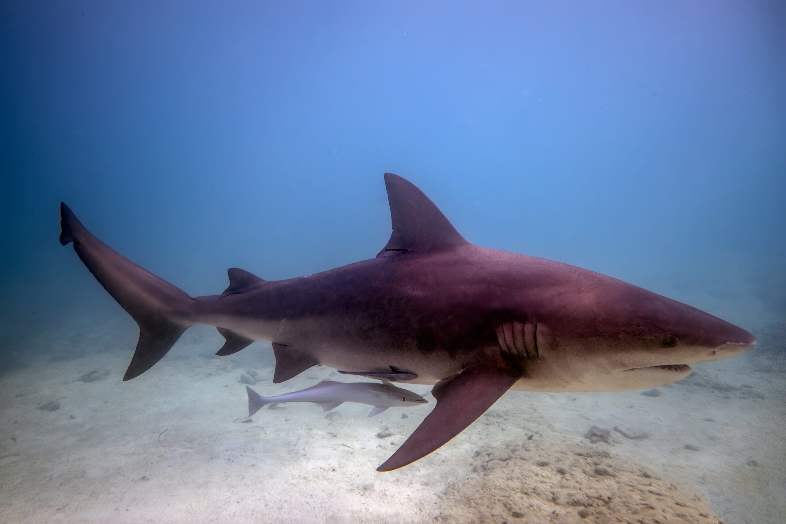 Zambezi Shark (Carcharhinus leucas)