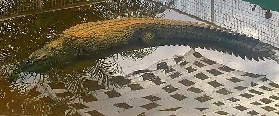 lolong crocodile