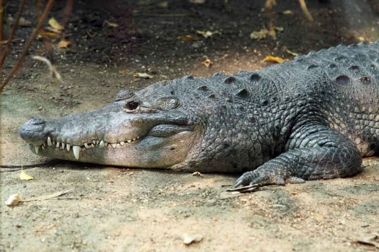 10 Largest Crocodiles in the World - Rarest.org