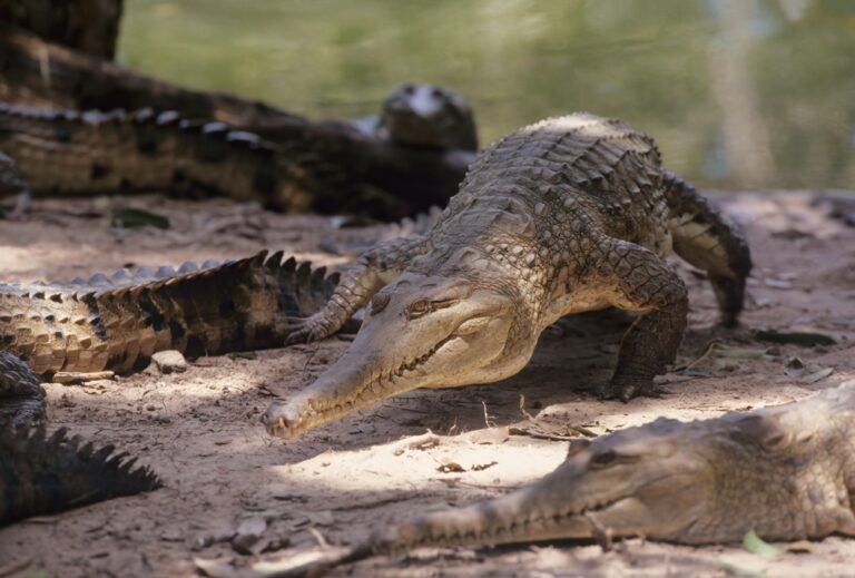 10 Largest Crocodiles in the World - Rarest.org