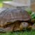 11 Oldest Tortoises in the World