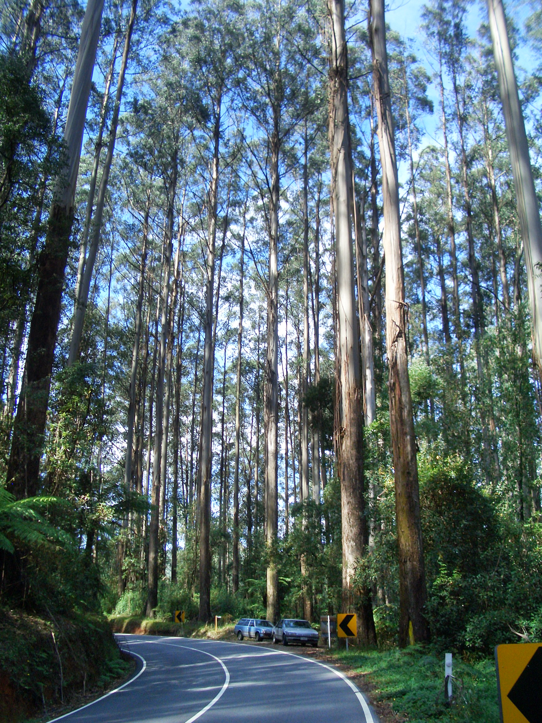 Alpine Ash - Mountain Ash (Victoria, Australia)