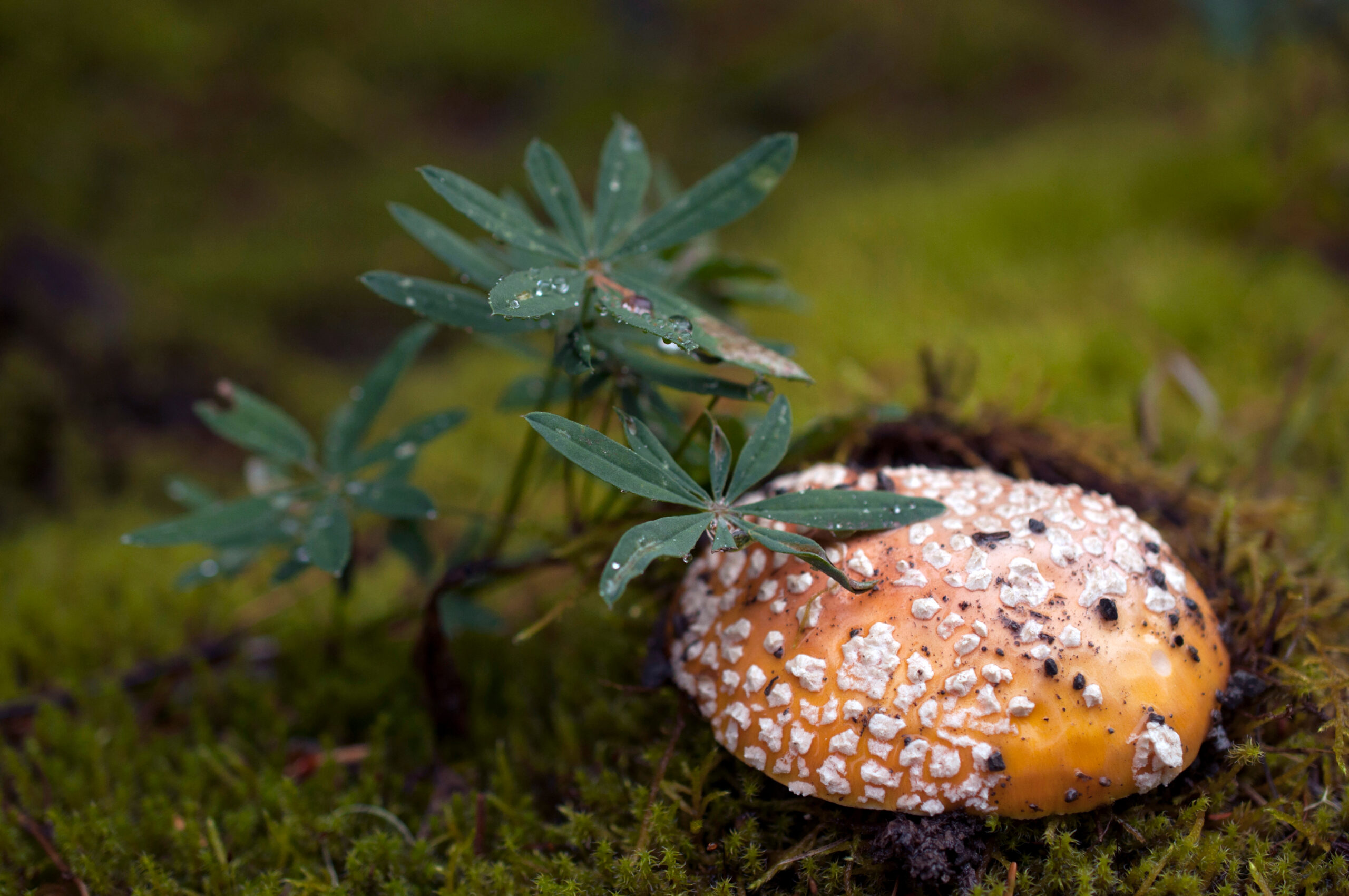 Amanita muscaria var. inzengae 