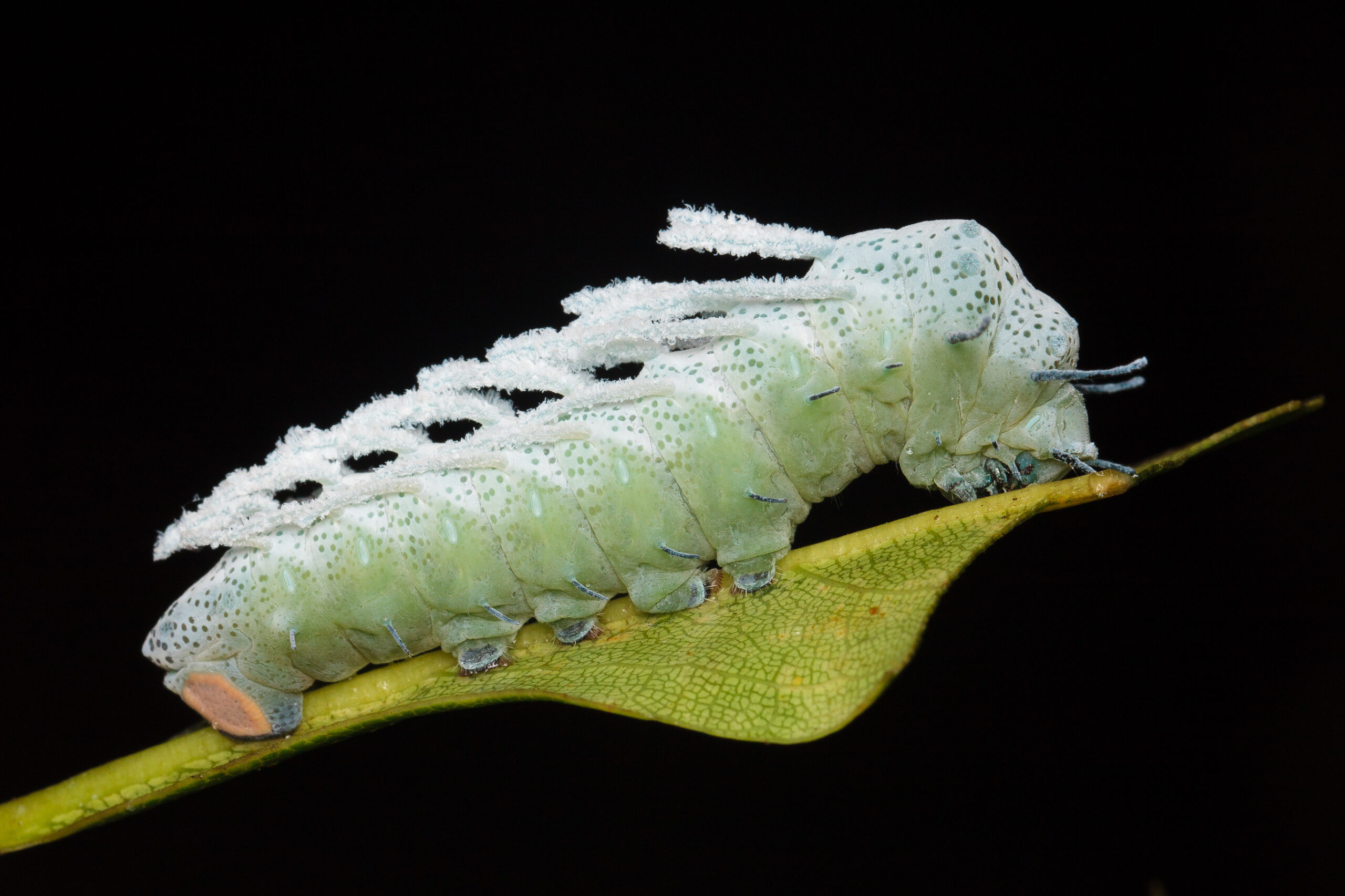 Atlas Moth Caterpillar