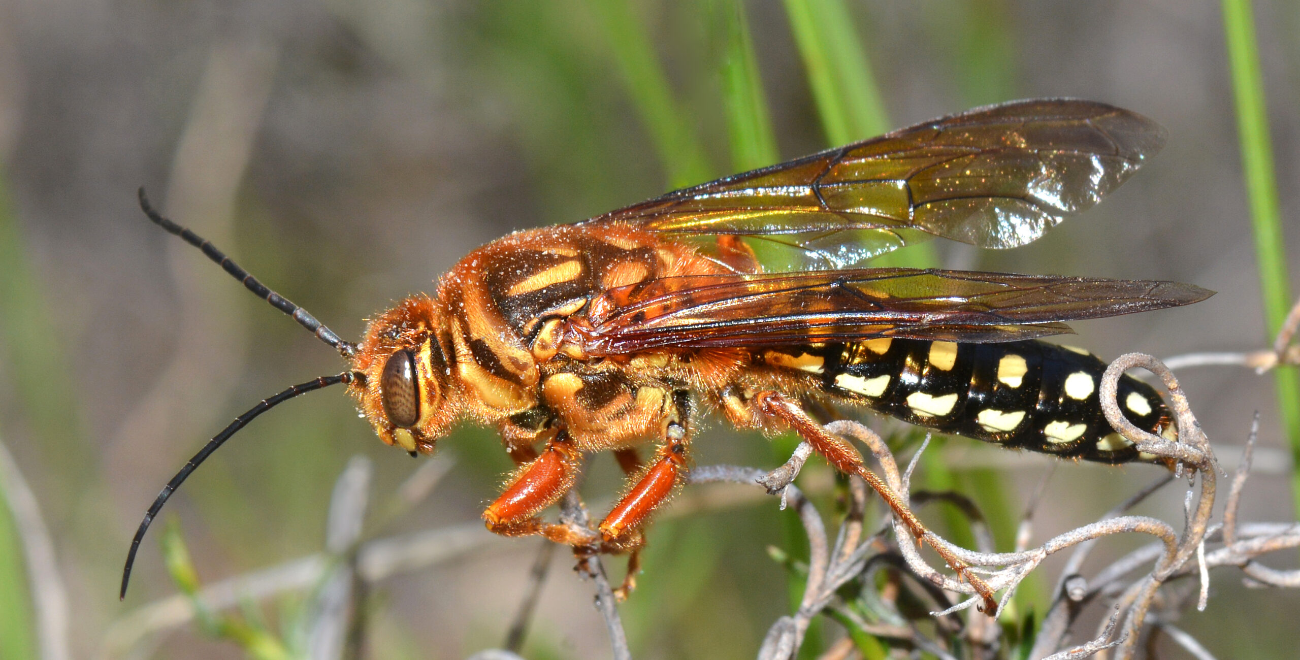 Australian Thynnid Wasp